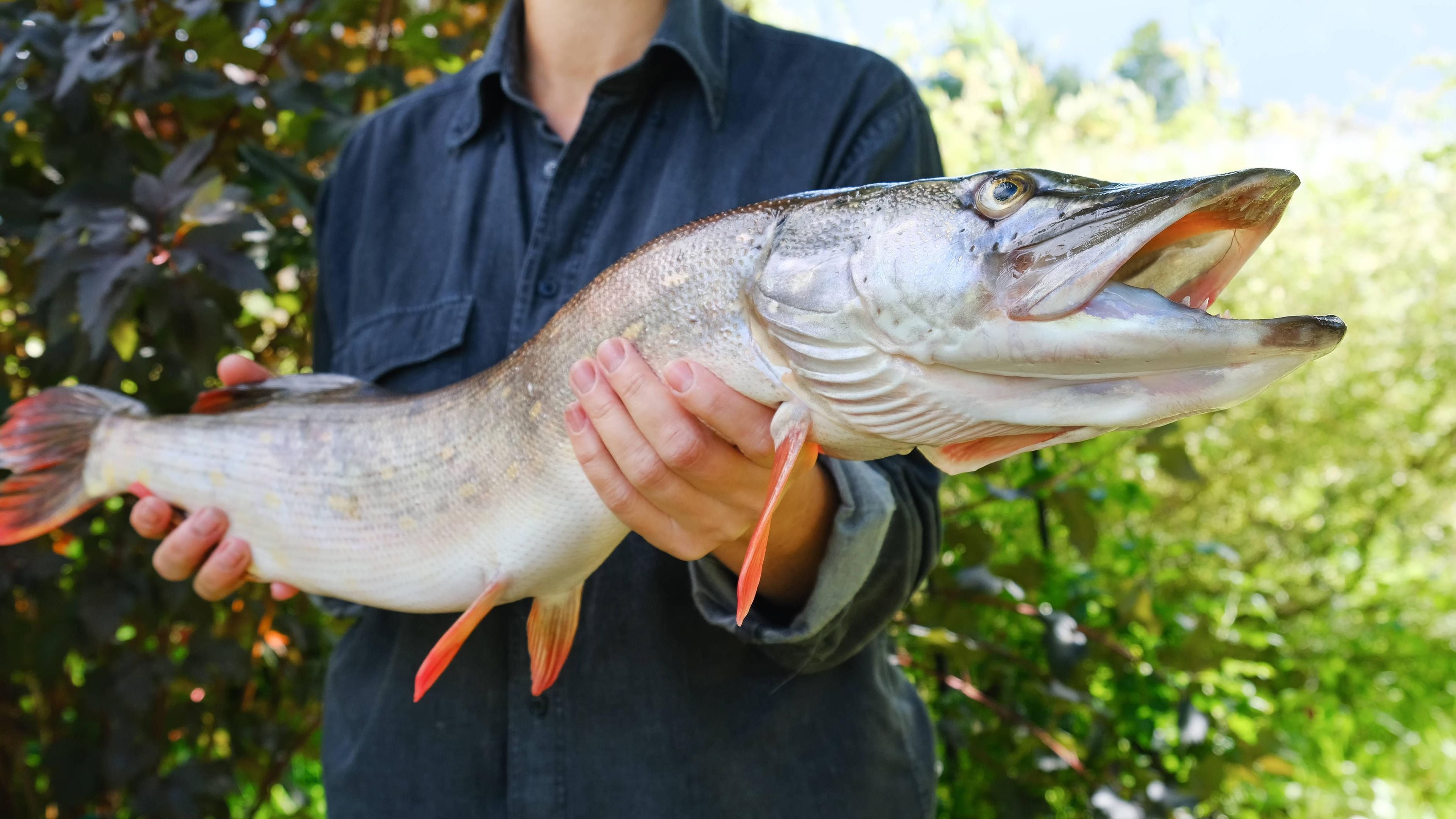 Der größte Hecht der Welt fasziniert Angler und Wissenschaftler gleichermaßen. Doch wie groß kann dieser Raubfisch wirklich werden und welche Faktoren beeinflussen seine Größe? Wir geben Antworten. … <a href="https://praxistipps.focus.de/groesster-hecht-der-welt-so-riesig-kann-der-fisch-werden_188917"> ... mehr</a>