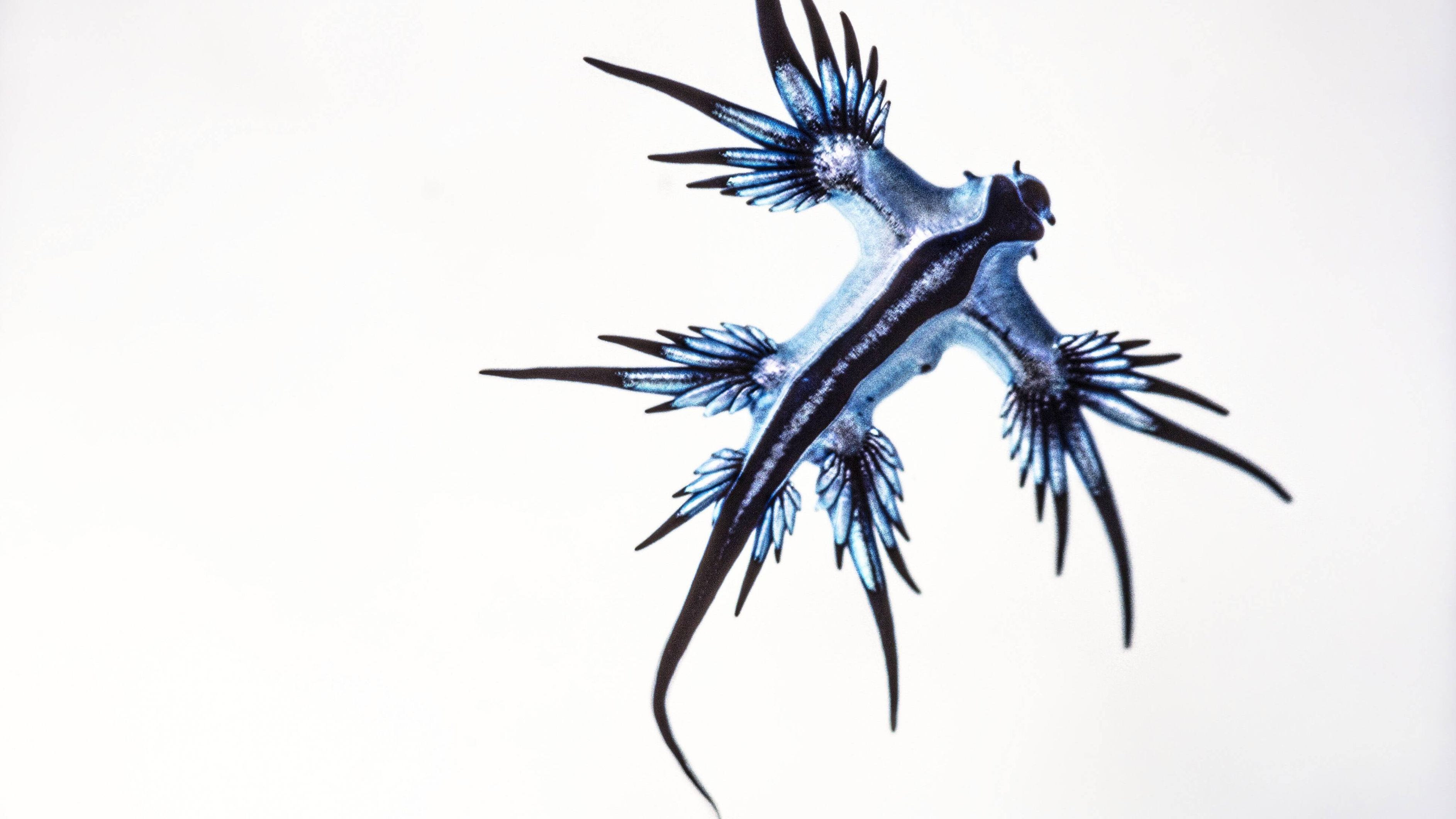 Der Blaue Drache ist ein ungewöhnliches Meerestier, das durch seine besondere Optik und Lebensweise hervorsticht. In der Biologie wird es "Glaucus atlanticus" genannt. … <a href="https://praxistipps.focus.de/blauer-drache-alle-infos-zum-seltenen-wassergeschoepf_188988"> ... mehr</a>