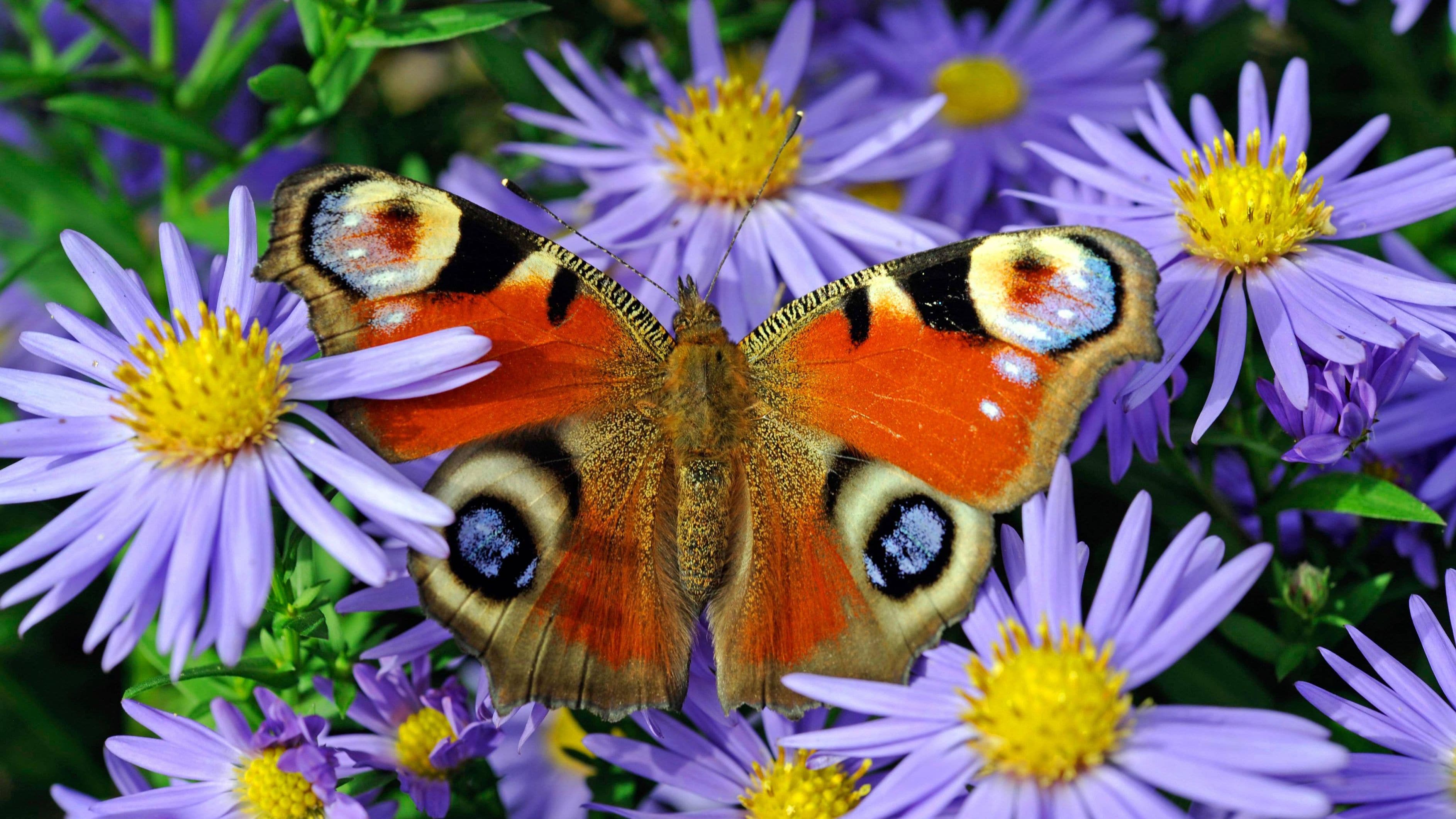 Die Raupe des Tagpfauenauges ist mit ihrer auffälligen Erscheinung leicht zu erkennen. Doch wie genau sieht sie aus und wo kann man sie in freier Natur finden? … <a href="https://praxistipps.focus.de/raupe-des-tagpfauenauges-erkennen-alles-zu-merkmalen-und-wo-sie-zu-finden-sind_189371"> ... mehr</a>