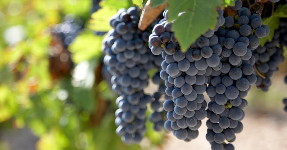 Primitivo: alles, was man über diese rebsorte wissen sollte