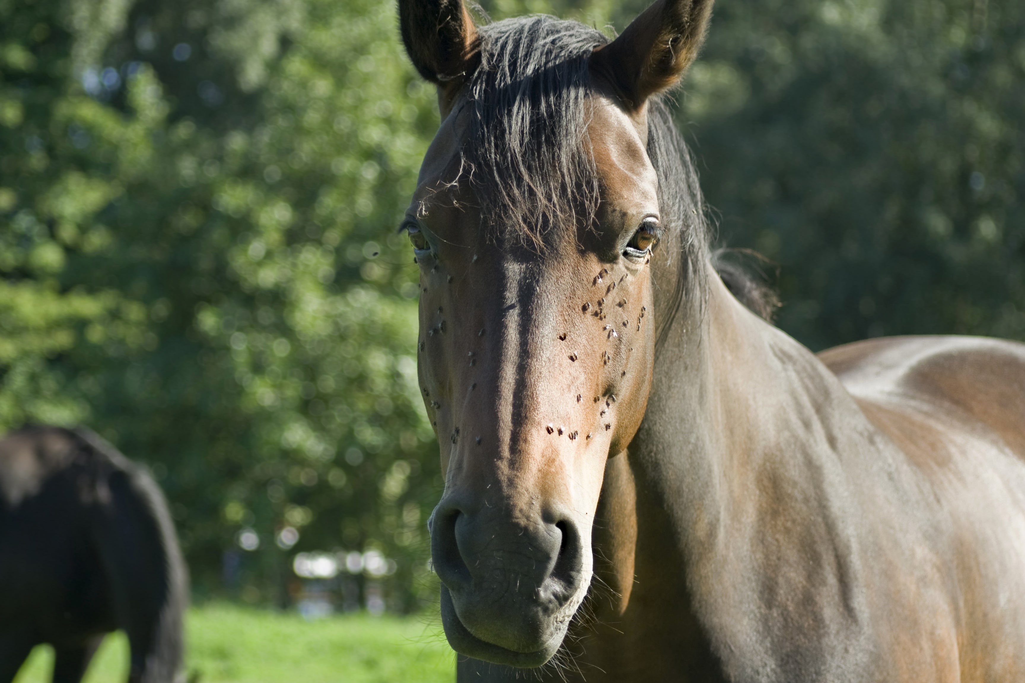 Horsefly