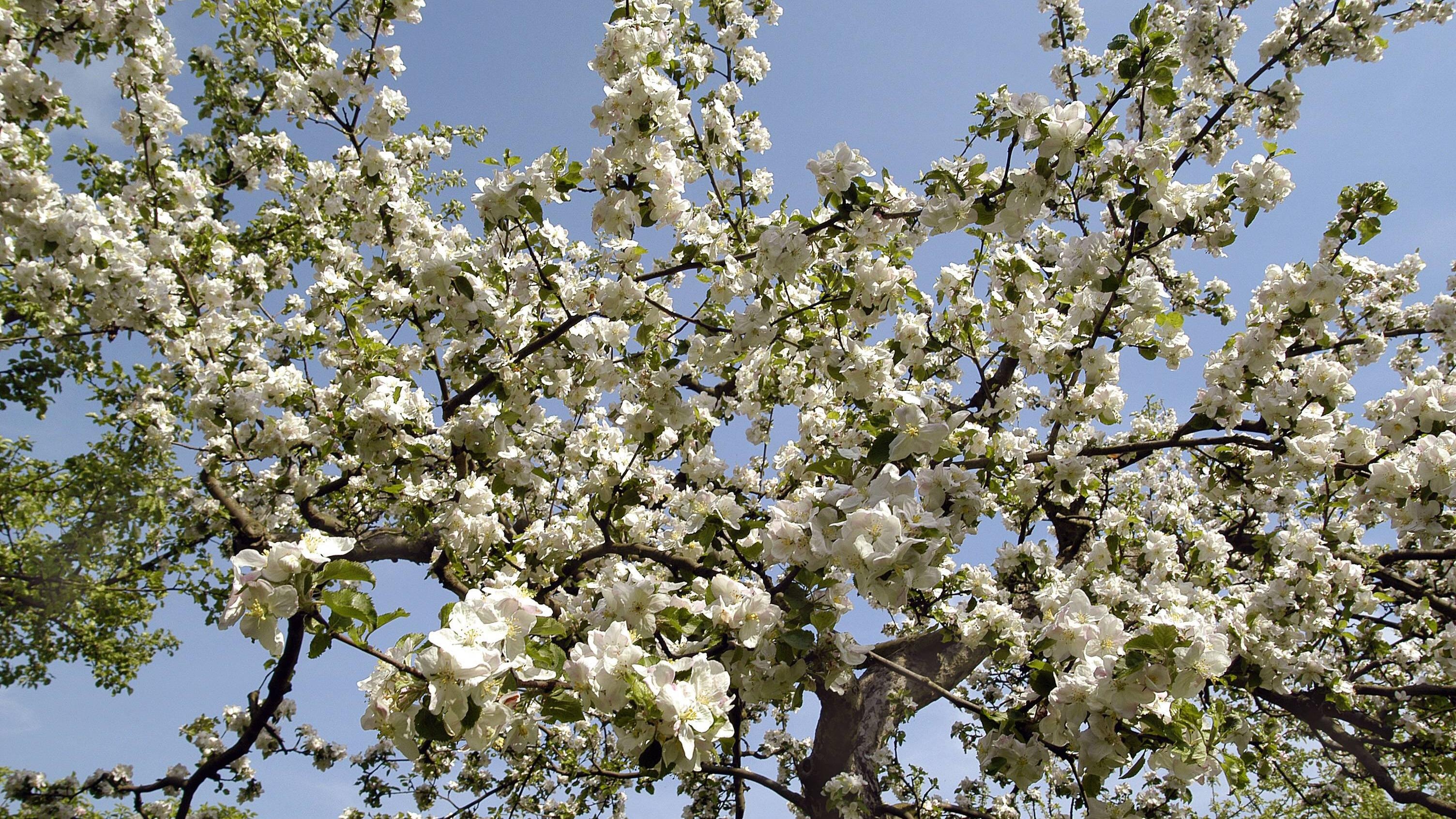 Die Apfel-Gespinstmotte kann großen Schaden an Obstbäumen verursachen. Umso wichtiger ist, dass Sie wissen, wie Sie die Motte effektiv bekämpfen können, um Ihre Bäume zu schützen. … <a href="https://praxistipps.focus.de/apfel-gespinstmotte-bekaempfen-so-schuetzen-sie-ihre-baeume_189370"> ... mehr</a>