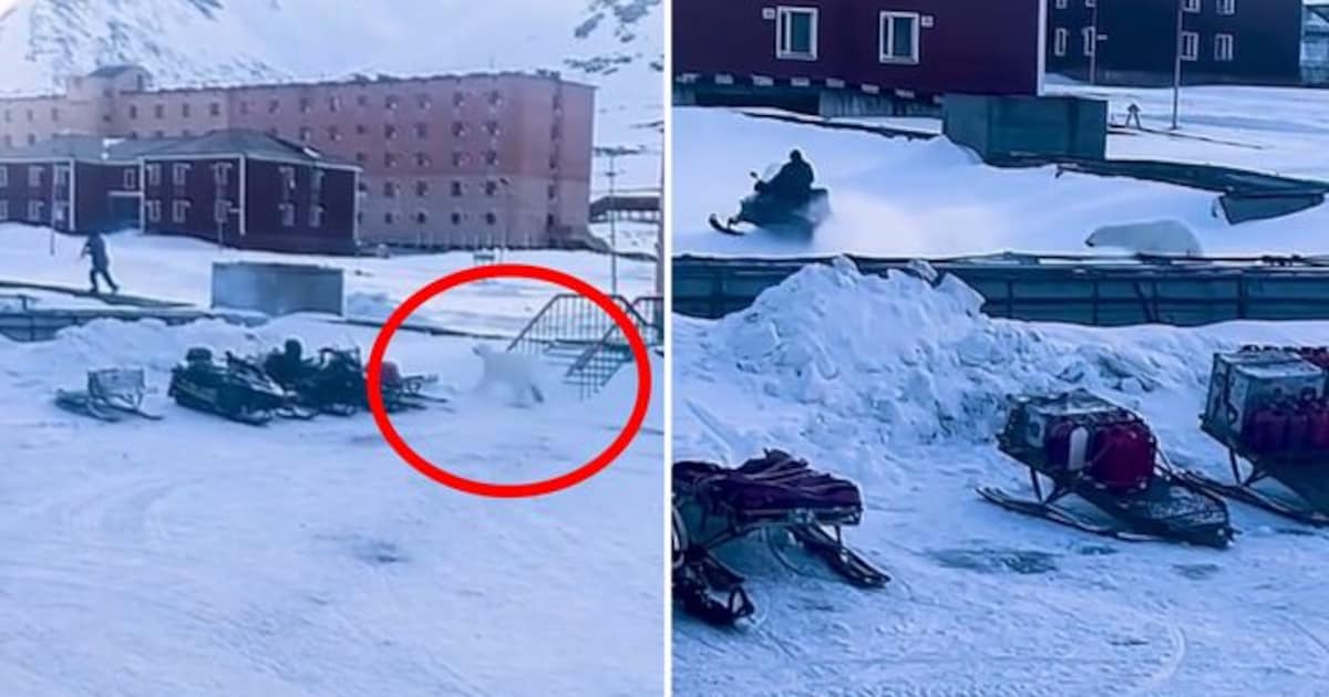 Plötzlich sieht Mann heransprintenden Eisbären – und nimmt Reißaus