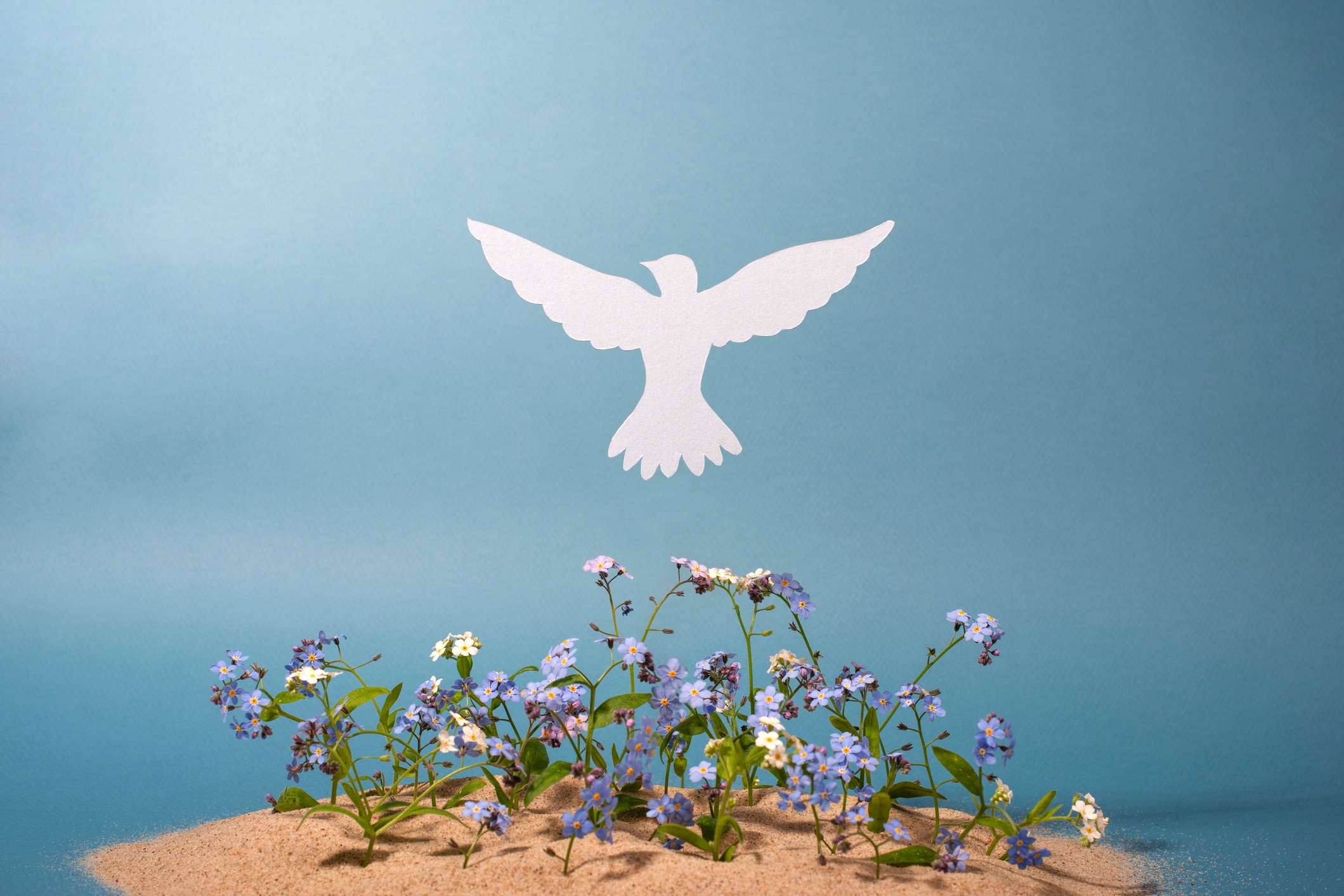 Flowers and white paper dove on light background.