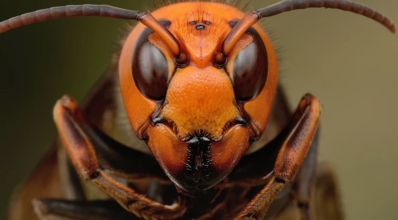 The Asian hornet is considered an invasive species.