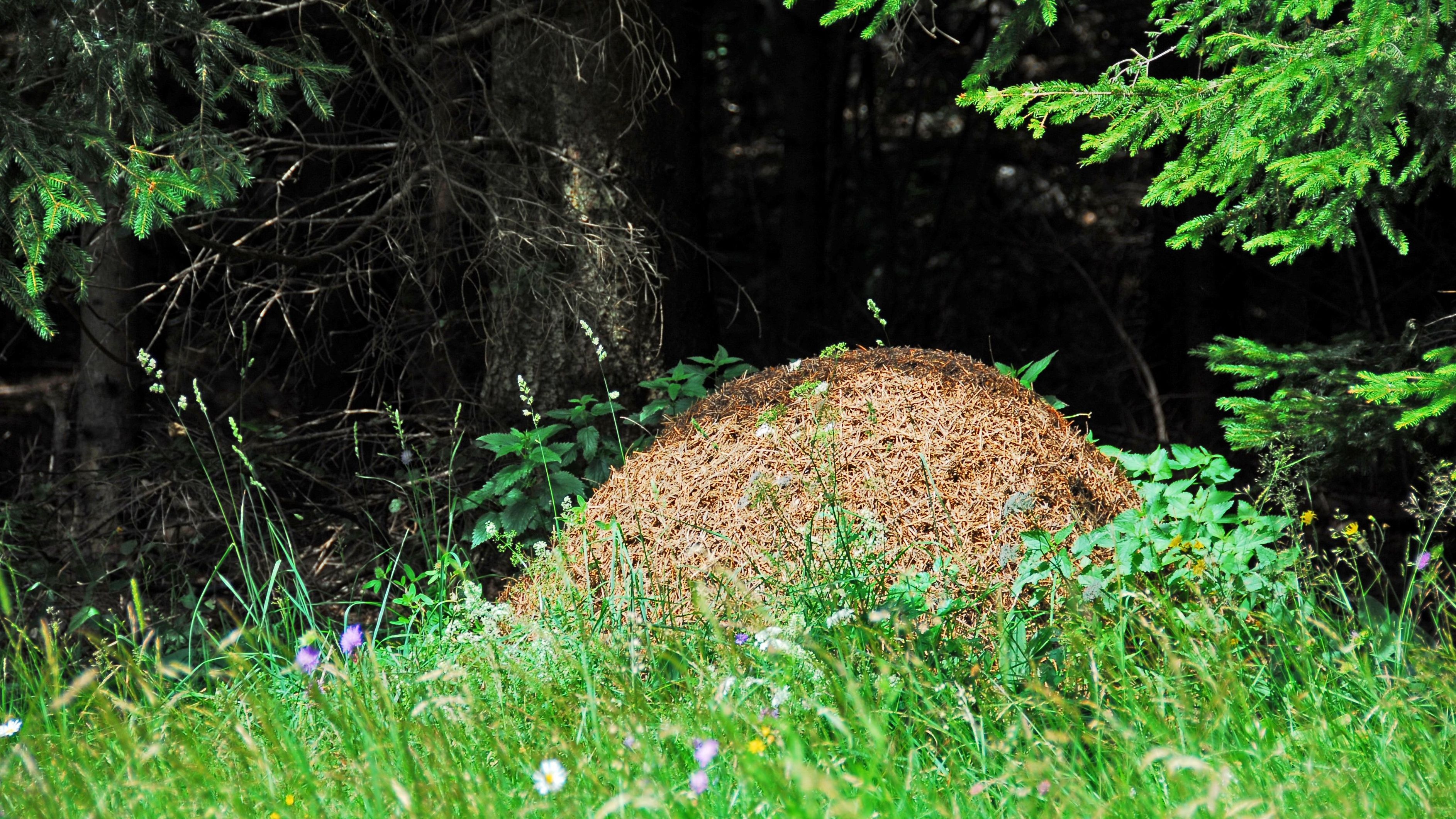 Ein Ameisenhaufen im Rasen ist lästig. Je nach Art sollten Sie allerdings von einer Zerstörung des Haufens absehen, da einige Ameisenarten unter Naturschutz stehen. … <a href="https://praxistipps.focus.de/ameisenhaufen-auf-dem-rasen-ursachen-massnahmen-regeln_178736"> ... mehr</a>