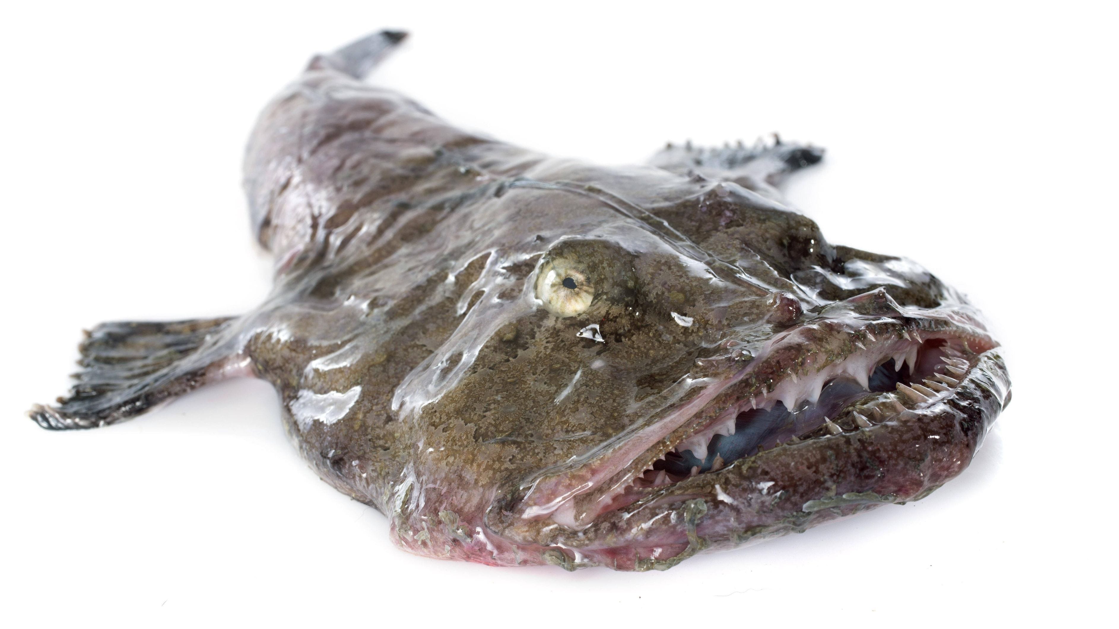 Der Seeteufel (Lophius piscatorius), ein typischer Vertreter der Anglerfische, fasziniert durch sein außergewöhnliches Aussehen und seine raffinierte Jagdtechnik. Doch stellt dieser Meeresbewohner für Menschen tatsächlich eine Gefahr dar?“ … <a href="https://praxistipps.focus.de/seeteufel-wie-gefaehrlich-ist-dieser-meeresbewohner_189241"> ... mehr</a>