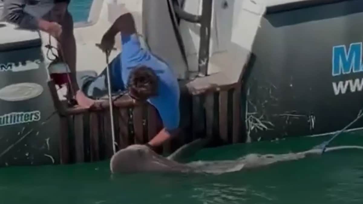 Vorsicht bissig: Zwei-Meter-Hai aus Krabbenfalle befreit