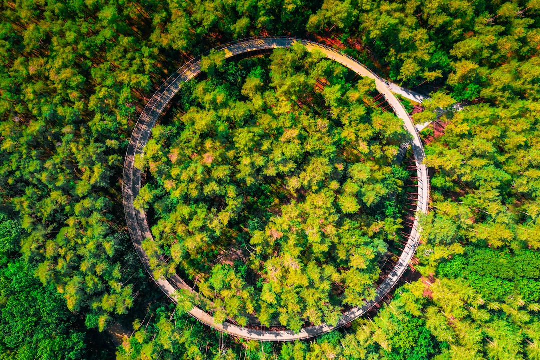 The project "Cycling through the trees" from above. A circular cycle path runs in a large arc through a green forest.
