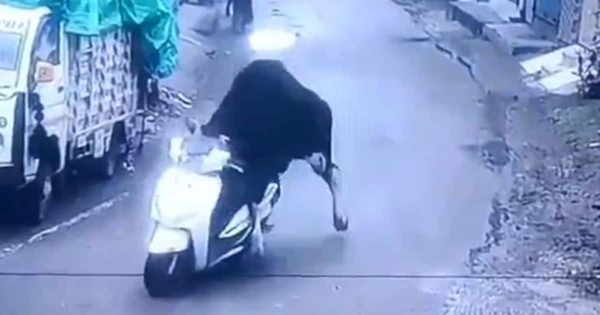 Kurioses Video zeigt, wie Stier auf Motorroller durch indische Stadt tuckert
