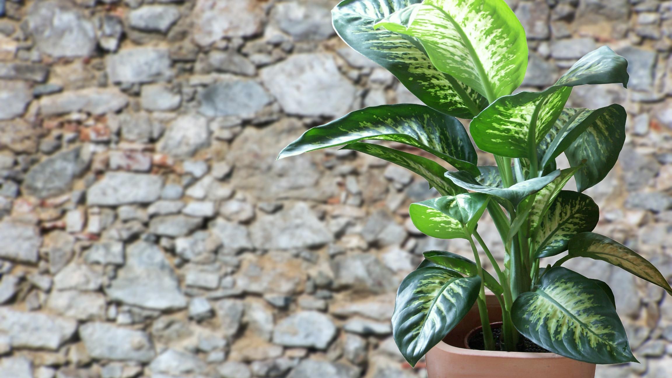 Gelbe Blätter bei Dieffenbachia-Pflanzen sind ein deutliches Anzeichen, dass etwas nicht stimmt. Umso wichtiger ist es, herauszufinden, was die Blätter plötzlich gelb werden lässt. … <a href="https://praxistipps.focus.de/dieffenbachia-gelbe-blaetter-ursachen-und-hilfe_188924"> ... mehr</a>