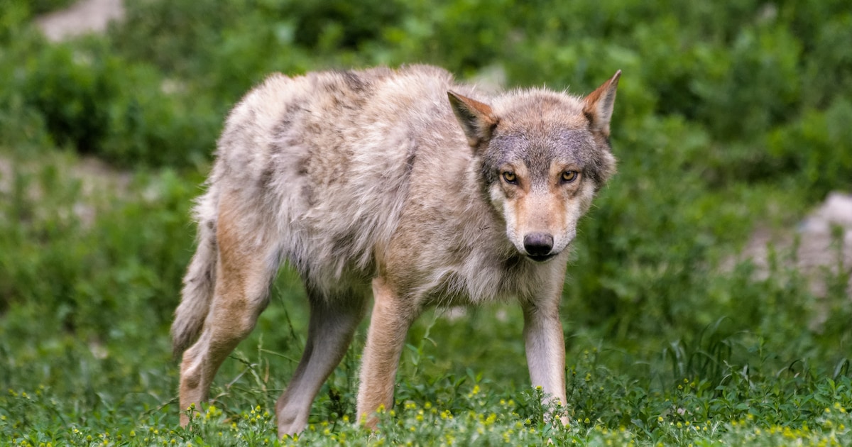 Wolf dringt in Garten in Südtirol ein und verschleppt Familienhund Pepe