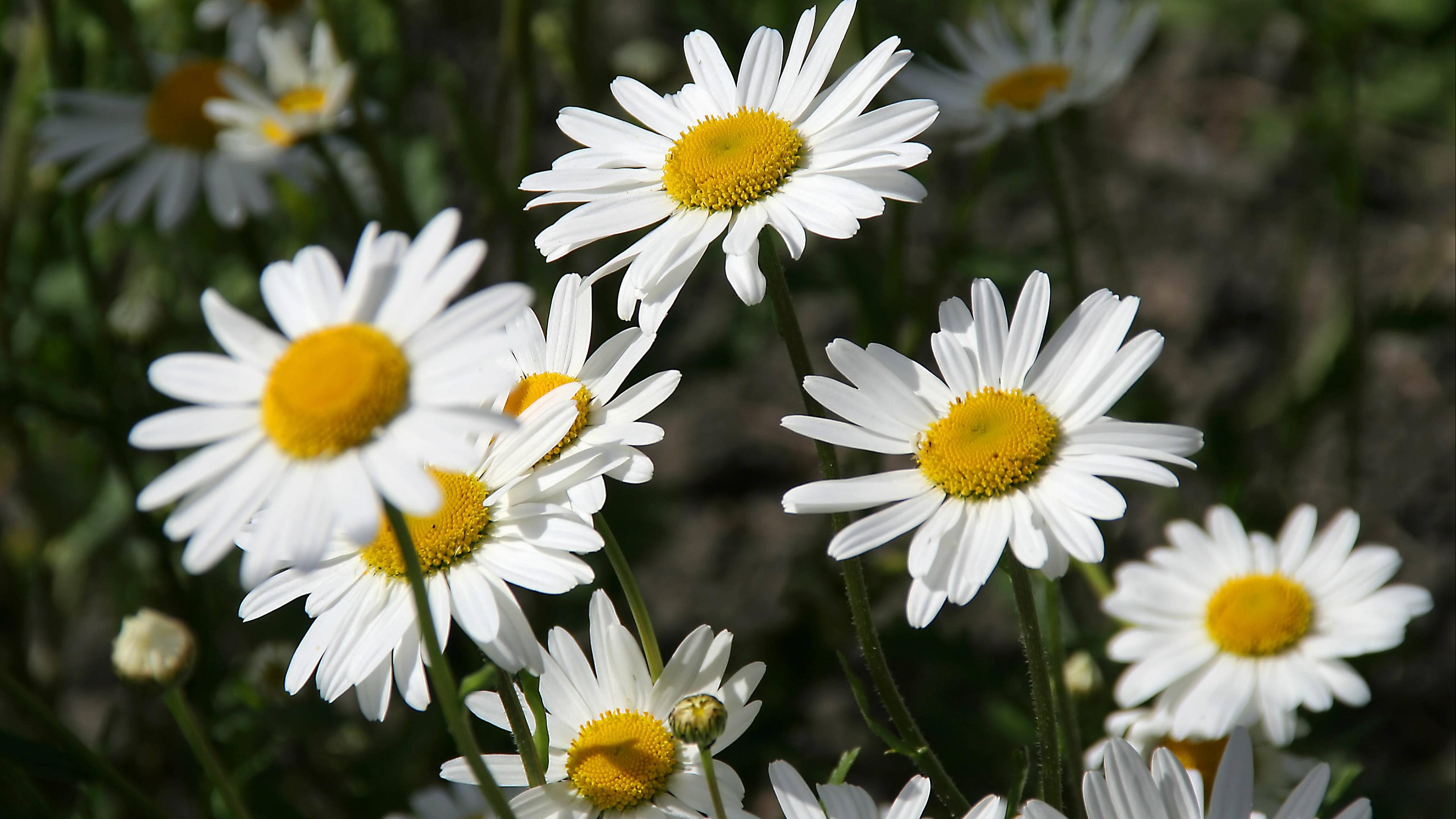 Die Blütezeit der Margerite beginnt im späten Frühling und reicht bis in den Hochsommer. Die Pflanze zählt zu den bekanntesten einheimischen Wiesen- und Gartenblumen. … <a href="https://praxistipps.focus.de/bluetezeit-margerite-alles-was-sie-wissen-muessen_189030"> ... mehr</a>