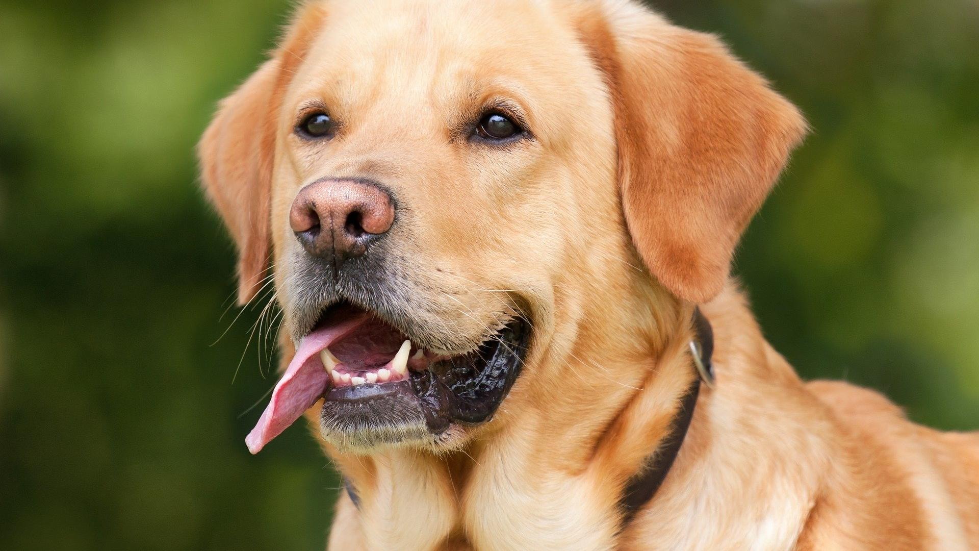 Einen Hund zum Erbrechen zu bringen, wenn es dem Tier schlecht geht, kann in einigen Situationen sinnvoll sein, in anderen ist davon abzuraten. In jedem Fall ist der schnellstmögliche Kontakt zu einem Tierarzt erforderlich. … <a href="https://praxistipps.focus.de/hund-zum-erbrechen-bringen-wann-und-wie-es-sinnvoll-ist_128060"> ... mehr</a>
