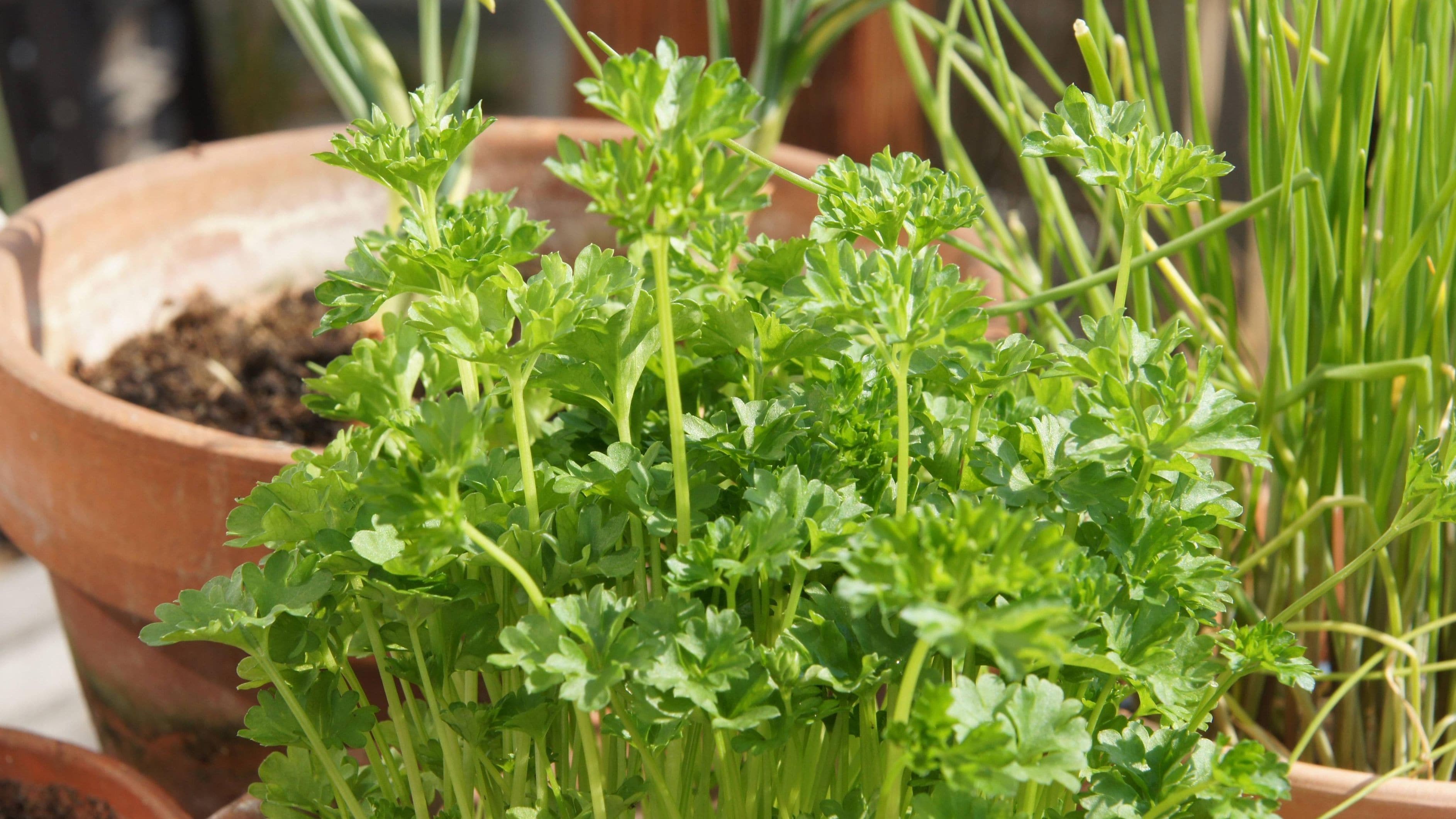 Entdecken Sie effektive Methoden, um die Blüte Ihrer Petersilie zu verhindern und die Erntezeit zu verlängern. Dabei spielen Anbaubedingungen und optimale Pflege eine wichtige Rolle. … <a href="https://praxistipps.focus.de/petersilienbluete-verhindern-so-koennen-sie-die-erntezeit-gekonnt-verlaengern_189363"> ... mehr</a>