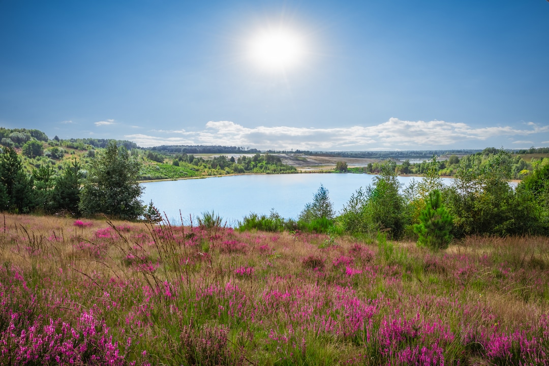 Mechelser Heide in the Hoge Kempen National Park, Belgium.