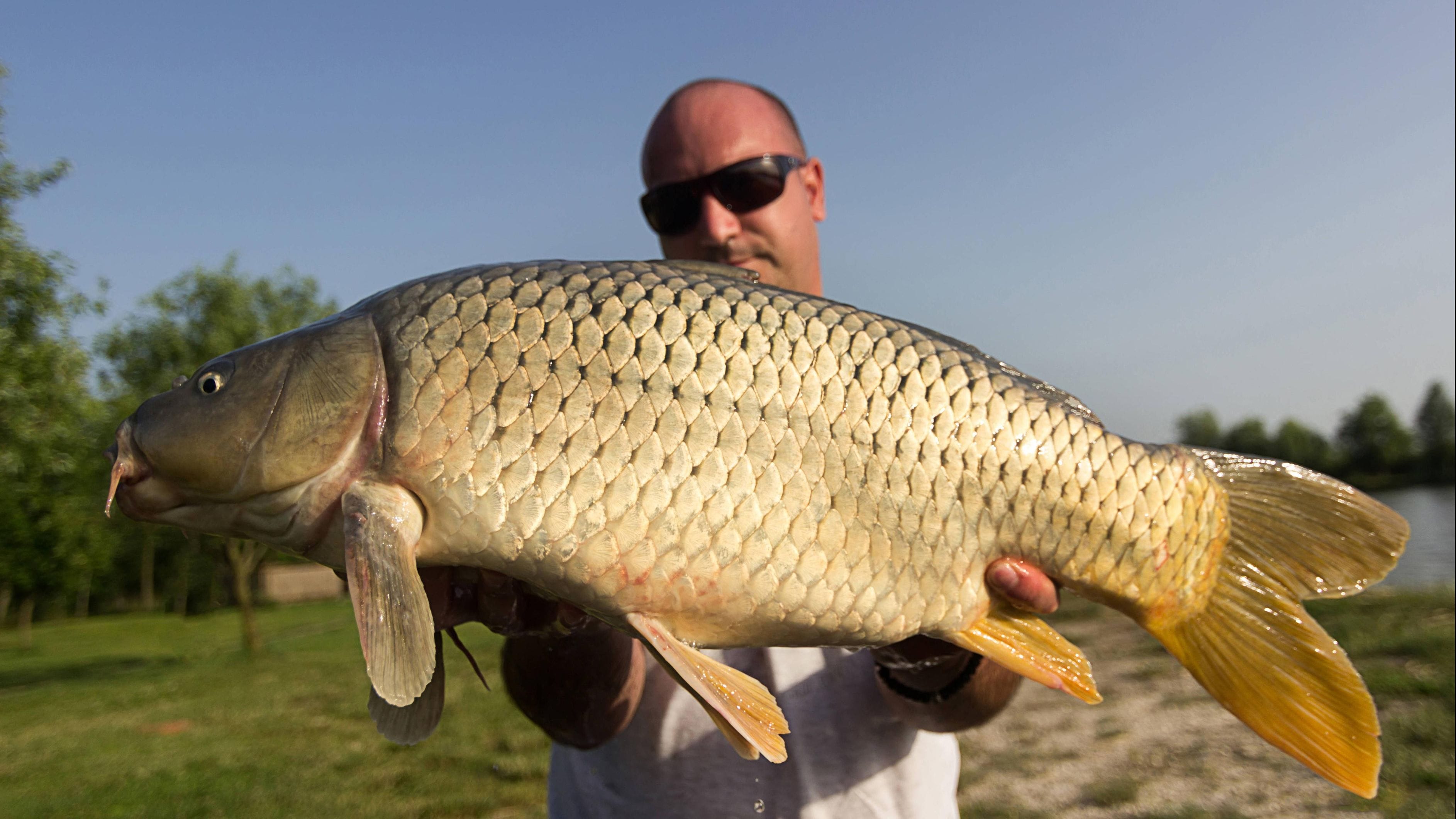 Der größte Karpfen der Welt fasziniert Angler und Naturliebhaber gleichermaßen. Doch was macht diesen Fisch so besonders? In diesem Artikel beleuchten wir die Details rund um den Rekordkarpfen. … <a href="https://praxistipps.focus.de/groesster-karpfen-der-welt-so-gigantisch-ist-dieser-fisch_188918"> ... mehr</a>