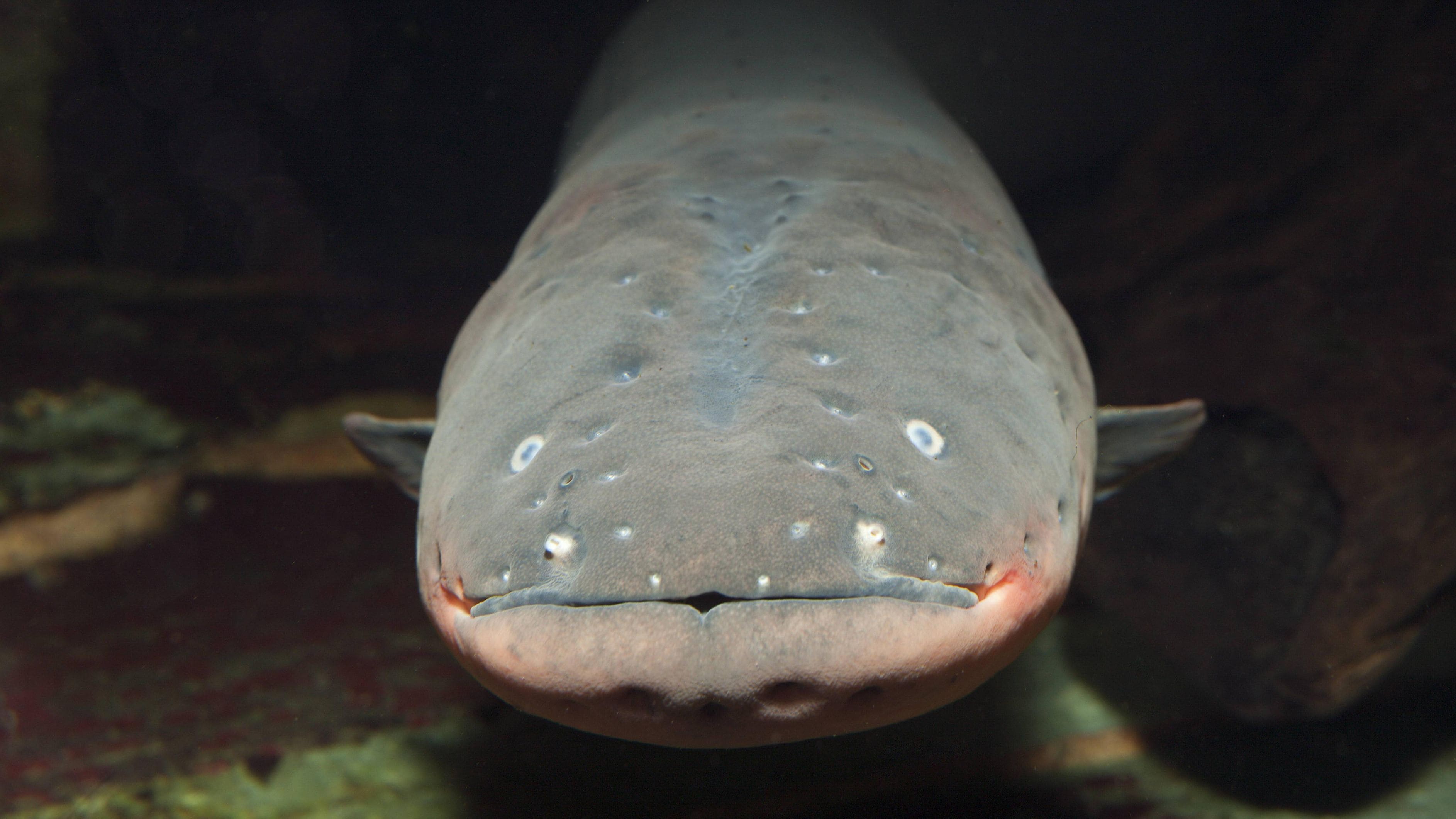 Ist ein Zitteraal gefährlich für den Menschen? Immerhin kann der Fisch elektrische Stromstöße abgeben – und das mit beachtlicher Spannung. In diesem Artikel erfahren Sie, wie gefährlich Zitteraale tatsächlich sind, welche Risiken bestehen und wie Sie sich im Umgang mit ihnen richtig verhalten. … <a href="https://praxistipps.focus.de/ist-ein-zitteraal-gefaehrlich-risiken-und-verhaltenstipps_189252"> ... mehr</a>