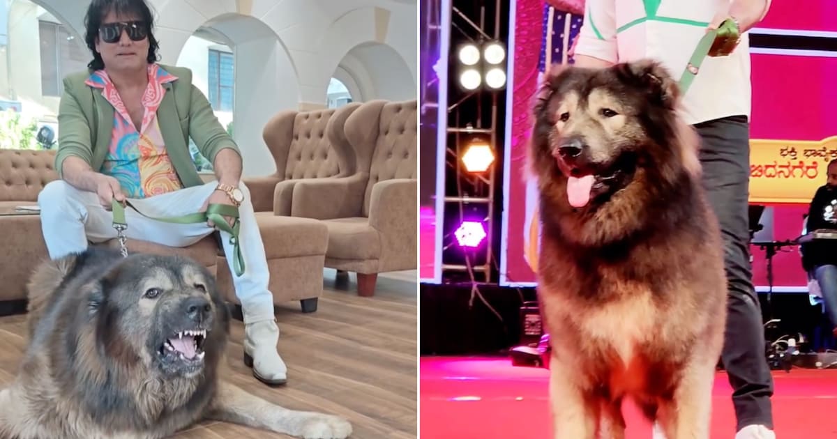 Cadabomb Okami ist der teuerste Hund der Welt und wird für 5,3 Millionen Euro verkauft