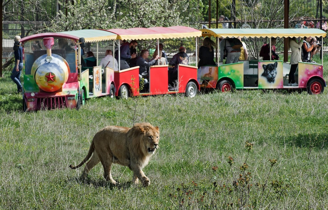 A lion in the Taigan Safaripark on the Ukrainian Peninsula Crimea.