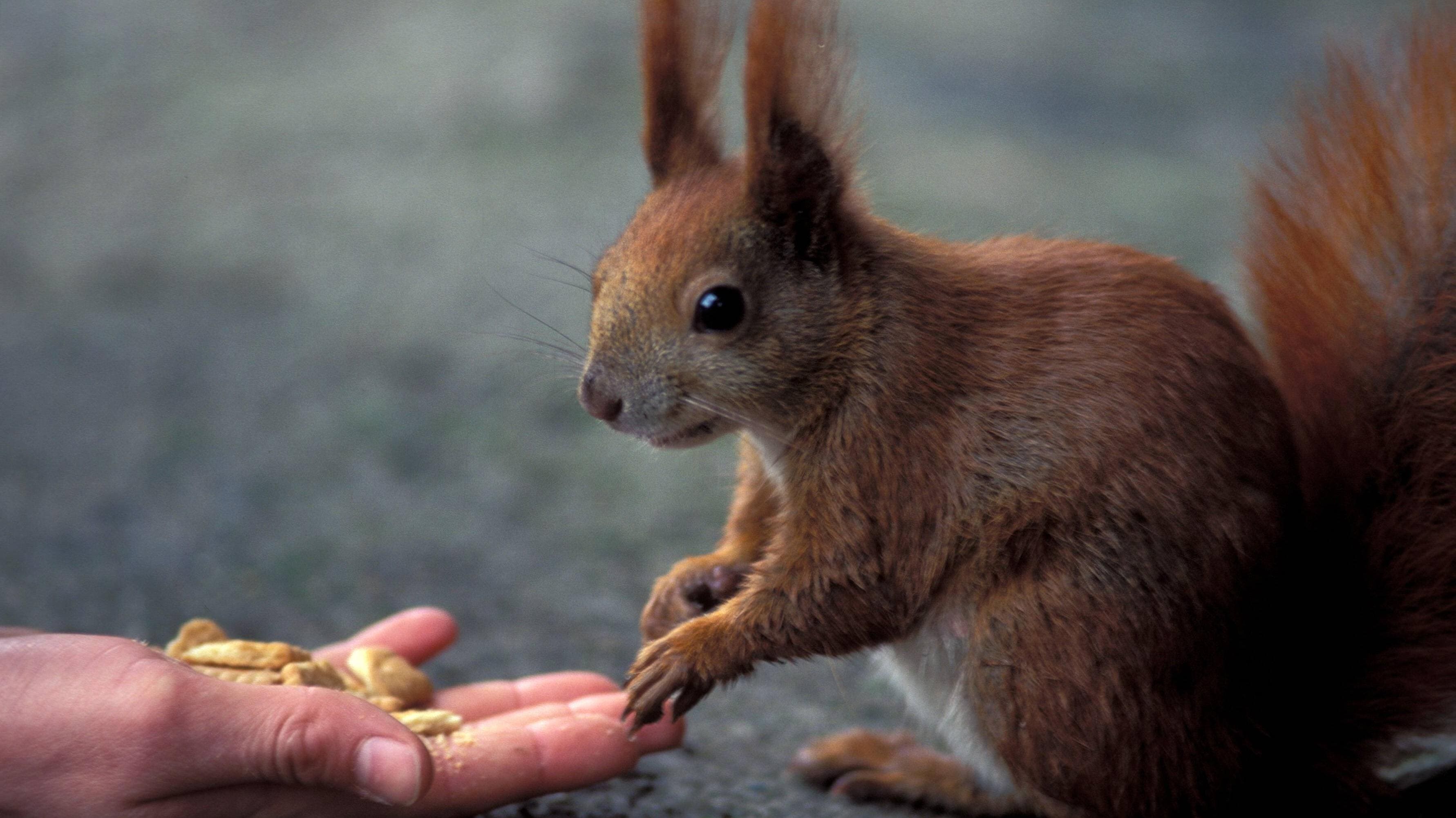 Möchten Sie für Eichhörnchen Futter selber machen, sollten Sie wissen, was für die Nager gut ist. Nicht jede Zutat ist gesund für die Tiere. … <a href="https://praxistipps.focus.de/eichhoernchen-futter-selber-machen-so-gelingt-ihnen-die-optimale-mischung_187778"> ... mehr</a>