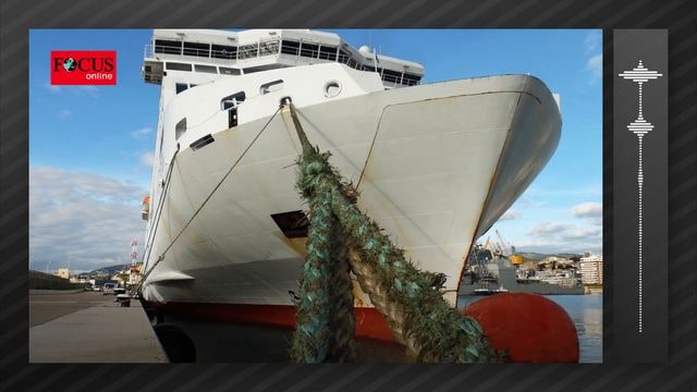 27 hunting dogs die on Mediterranean ferry en route from Barcelona to Mallorca - 27 hunting dogs die on Mediterranean ferry en route from Barcelona to Mallorca
