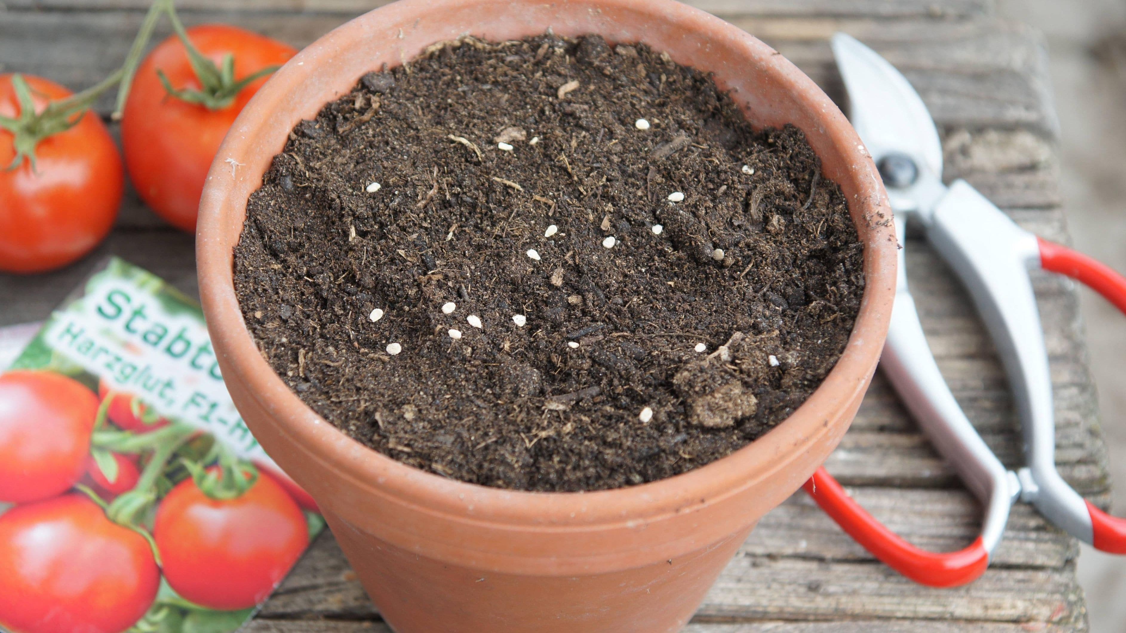 Wollen Sie Tomaten anpflanzen, gelingt das auch im Topf auf dem Balkon, der Terrasse oder sogar auf einem sonnigen Fensterbrett. Die richtige Vorbereitung und Pflege sowie etwas Geduld bringen Ihnen eigene sonnengereifte Früchte. … <a href="https://praxistipps.focus.de/tomaten-im-topf-anpflanzen-so-gelingt-ein-erfolgreicher-anbau_189160"> ... mehr</a>