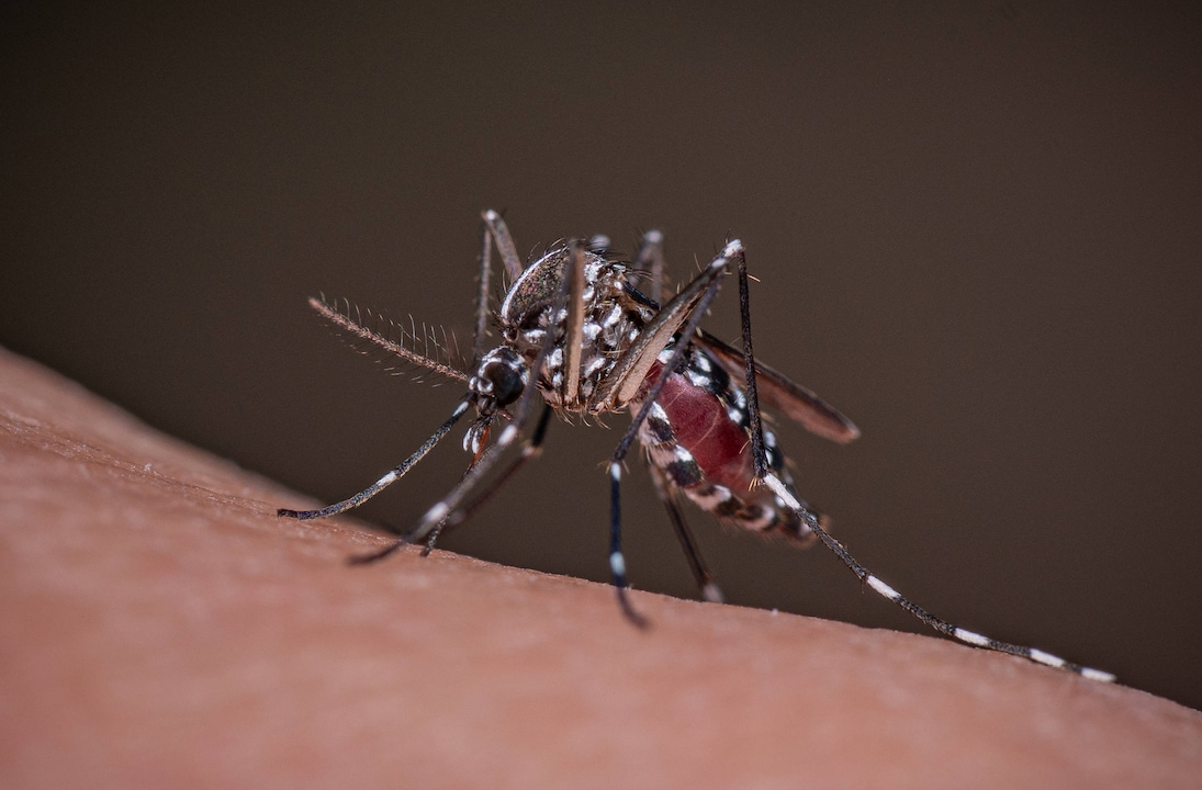 Aedes albopictus