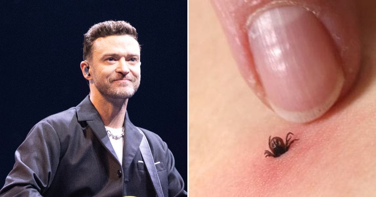 Auch Timberlake erwischte es: So entfernen Sie Zecken schnell und richtig