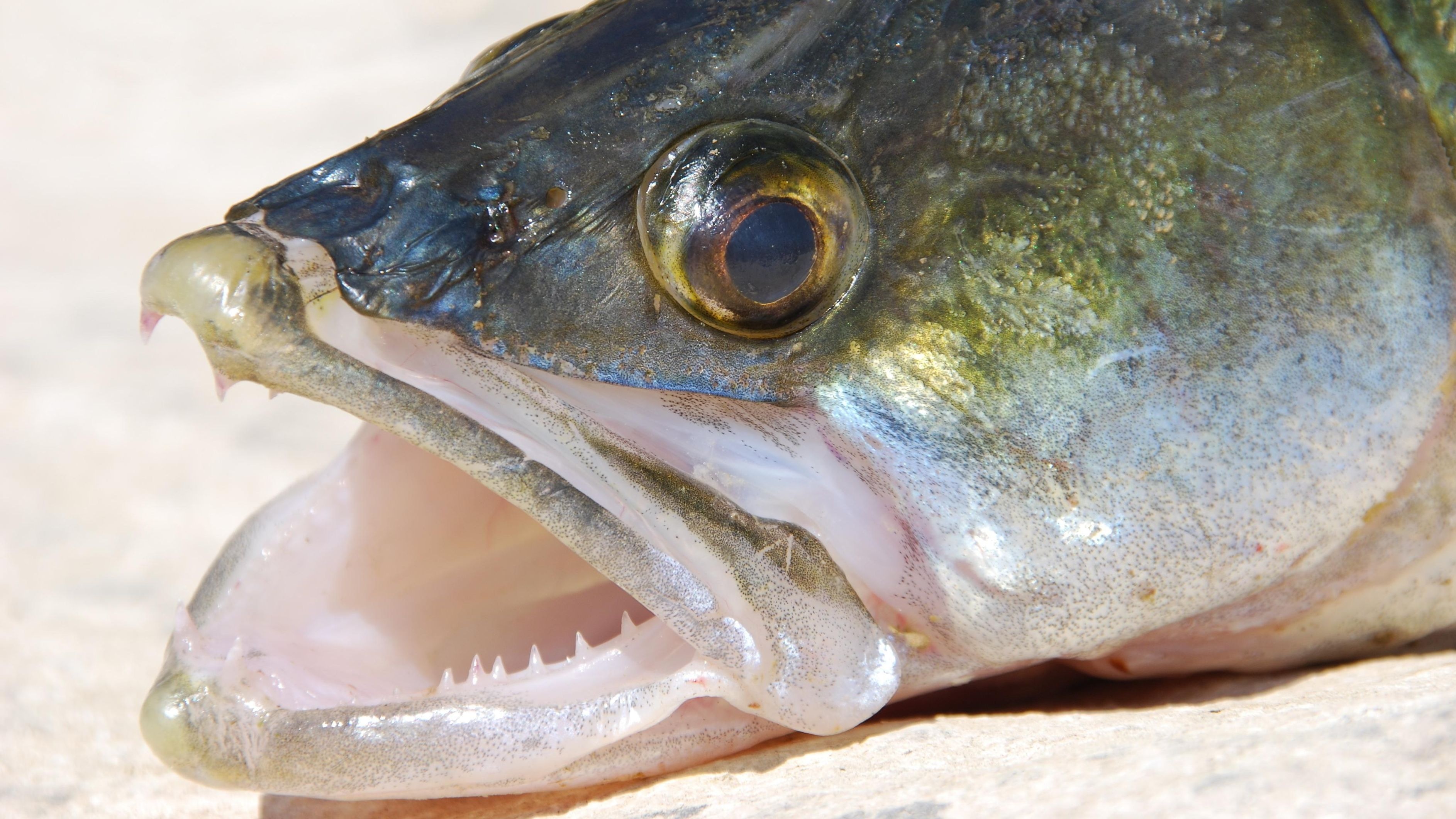 Der beliebte Süßwasserfisch Zander ist bekannt für seine beeindruckenden Zähne. Doch wie genau sind seine Zähne beschaffen und welche Rolle spielen sie beim Beutefang? Dieser Artikel beleuchtet die Struktur der Zanderzähne und ihre Funktion. … <a href="https://praxistipps.focus.de/hat-ein-zander-zaehne-alles-zum-gebiss-des-suesswasserfischs_188921"> ... mehr</a>