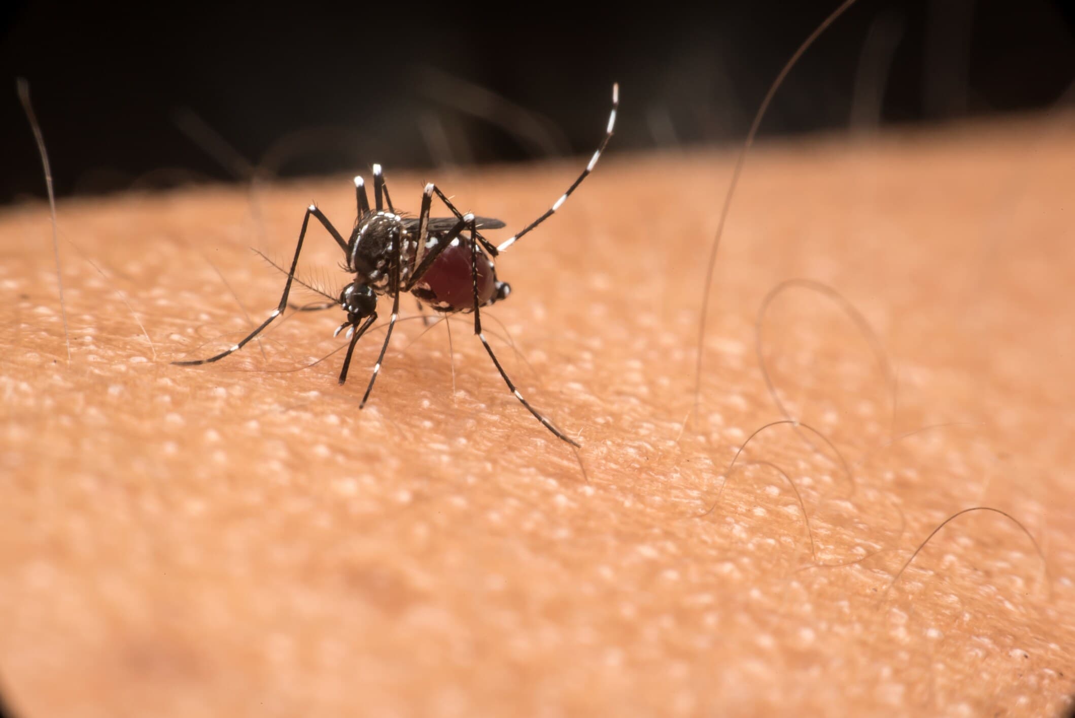 Die Behauptung "Mücken mögen süßes Blut" ist ein Mythos, die alle Jahre wieder mit den Stechmücken im Sommer umherschwirrt.