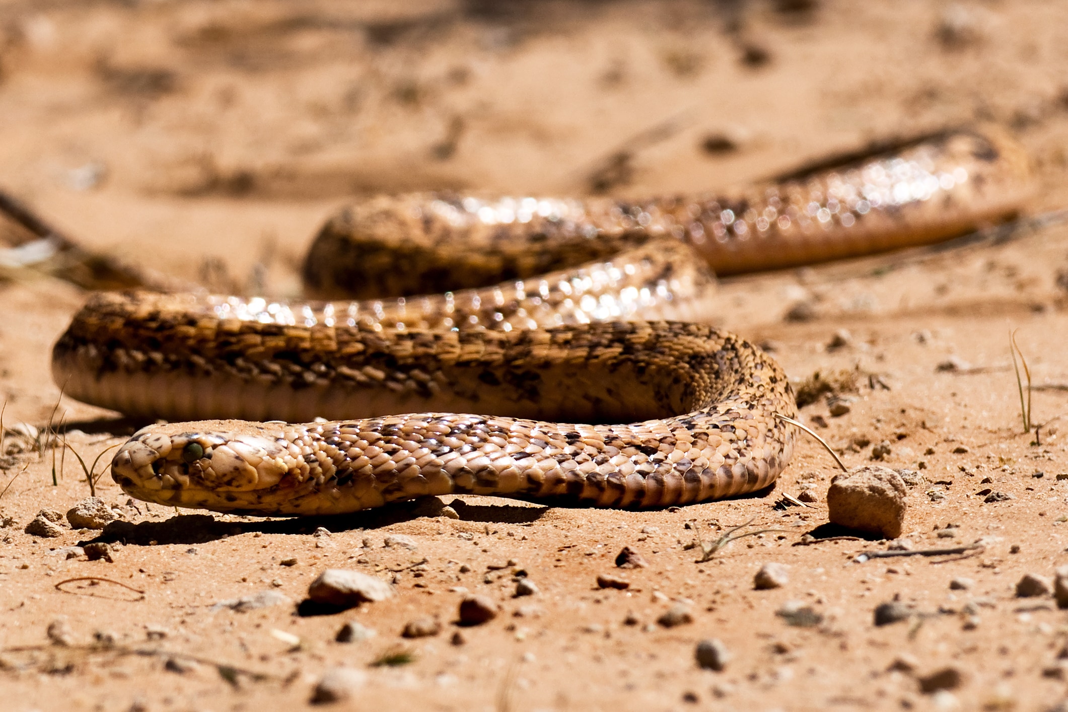 Uma cobra rasteja pela praia