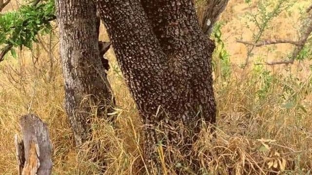 Meister der Tarnung: Finden Sie den Leoparden ?