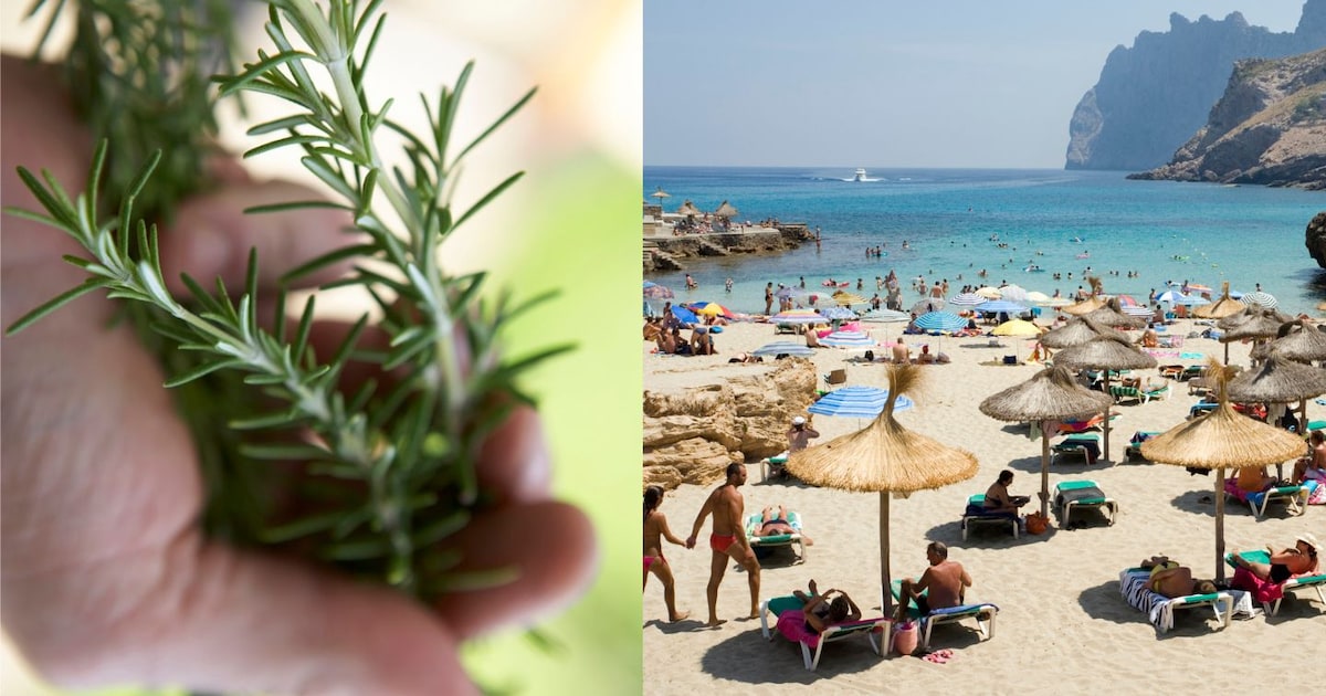 Deutsche Urlauberin wird auf Mallorca mit Trick überlistet und verliert 10.000 Euro