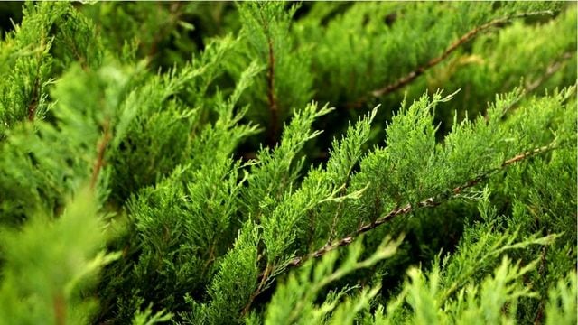 Thujahecke im Klimawandel: Darum setzen Experten auf Alternativen