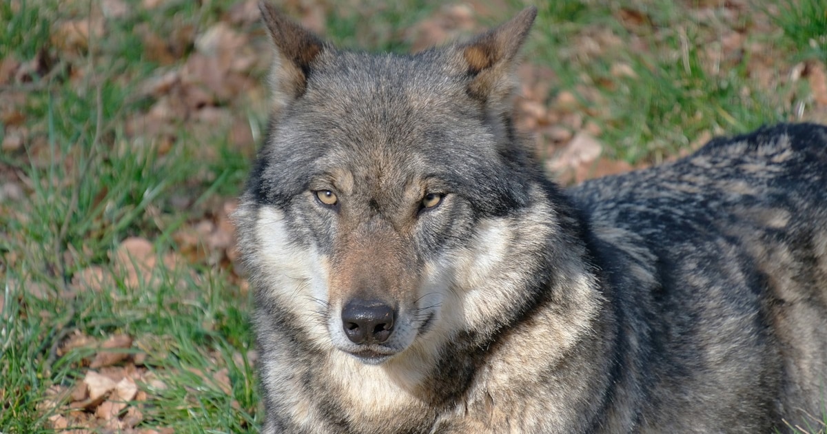 Wolf soll 2-Meter-Zaun überwunden und Känguru in Bayern gerissen haben
