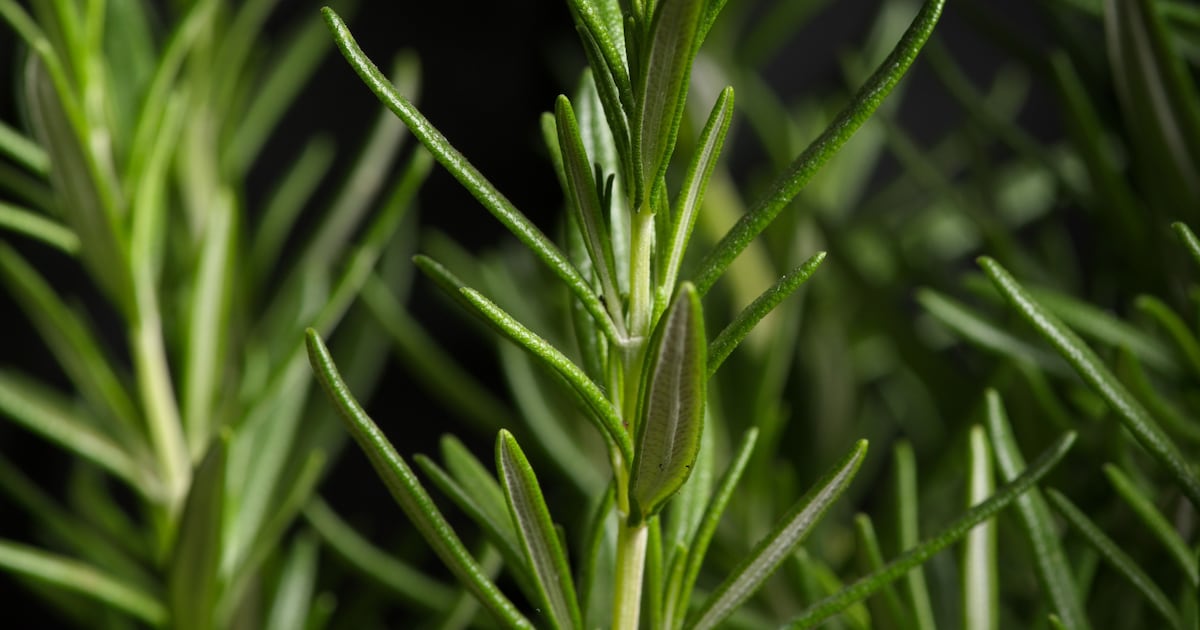 Garten: 3 Pflanzen halten Zecken fern