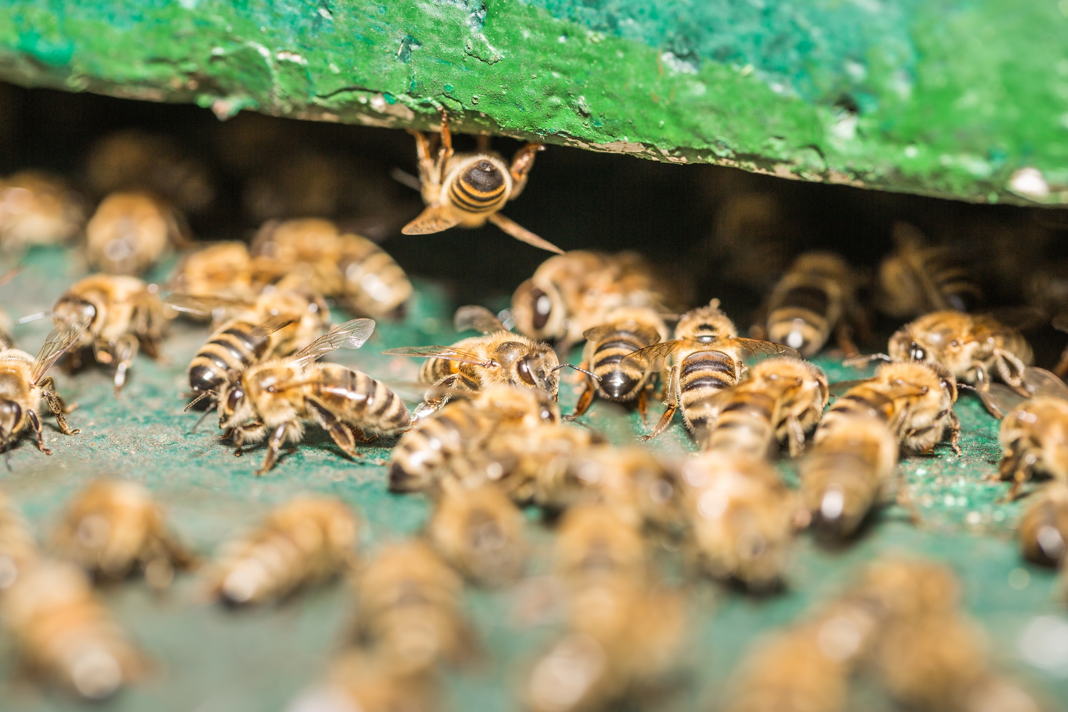 Bees