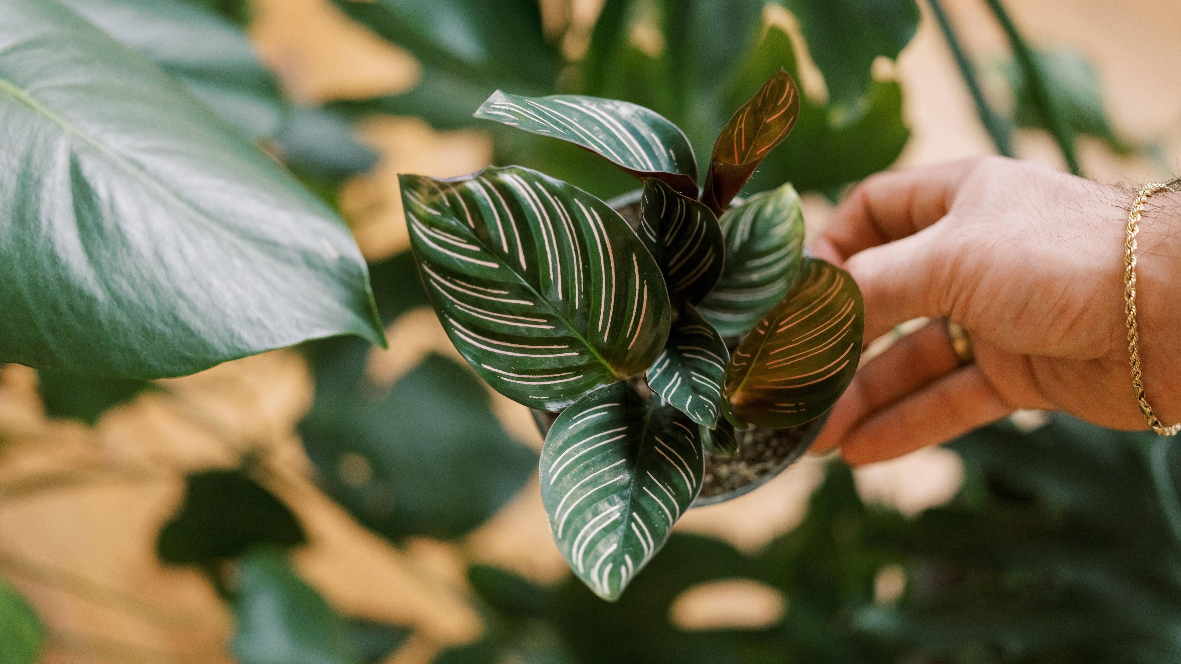 Die Calathea ist bekannt für ihre eindrucksvollen Blattmuster, doch was tun, wenn die Blätter gelb werden? Erfahren Sie, welche Ursachen dahinterstecken können und wie Sie Ihrer Pflanze helfen können. … <a href="https://praxistipps.focus.de/calathea-hat-gelbe-blaetter-woran-es-liegen-kann-und-was-dagegen-hilft_188916"> ... mehr</a>