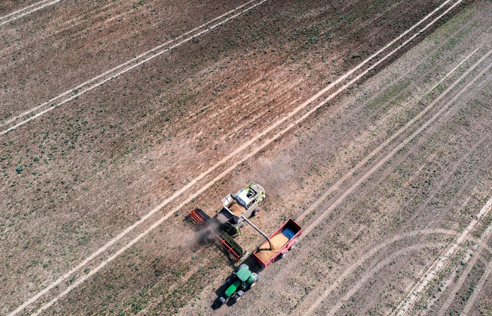 Ein Mähdrescher erntet Ackerbohnen auf einem Feld und tankt sie auf einen Transporthänger ab.