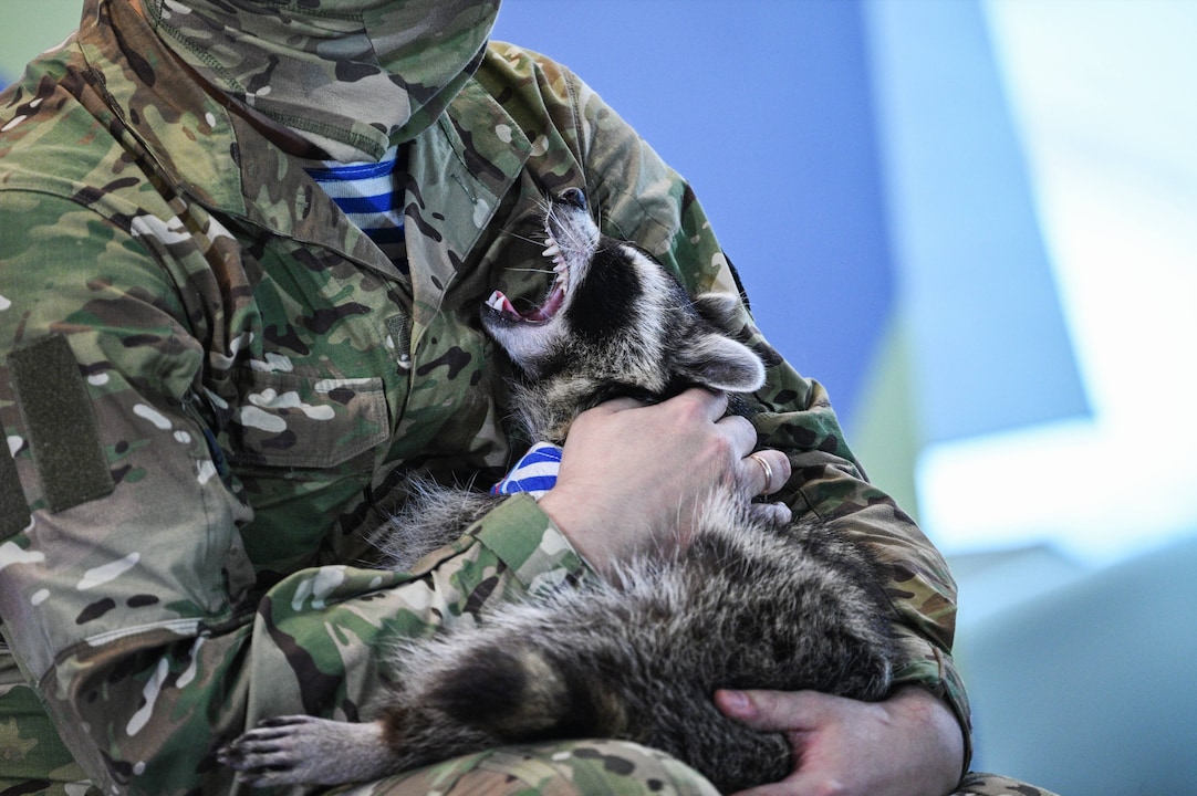 Also the "Raccoon of Cherson" was kidnapped by the Russian occupiers. Here he is shown by a Russian soldier.