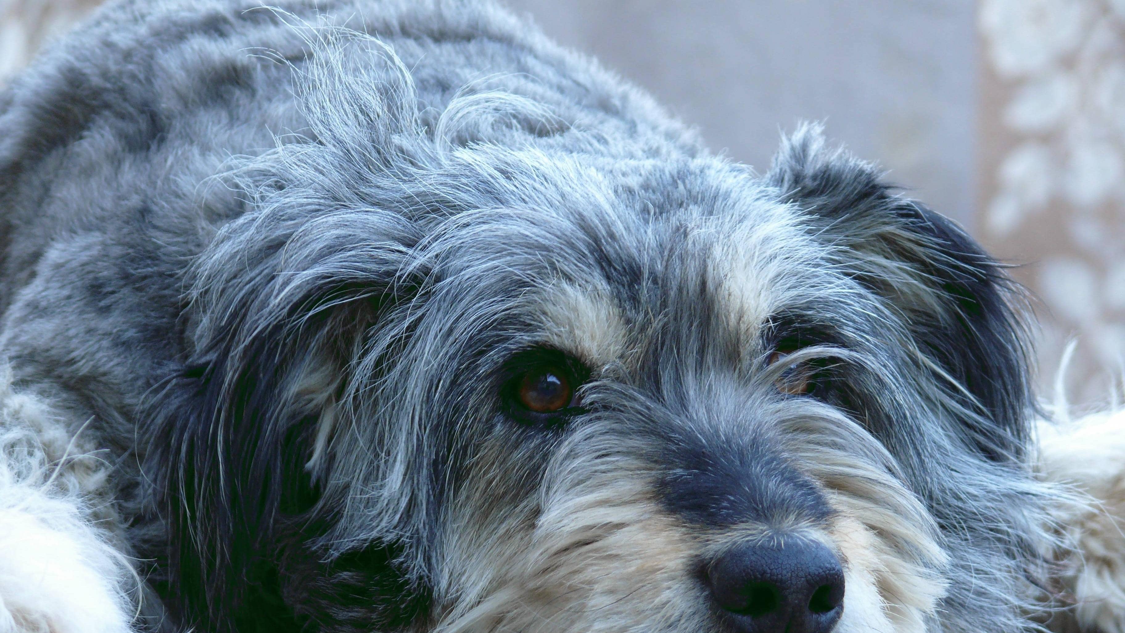 Es gibt eine Reihe von Maßnahmen, die Sie ergreifen können, wenn Ihr Hund müde und traurig wirkt. Von gesundheitlichen Ursachen bis hin zu emotionalen Faktoren verstehen Sie die Bedürfnisse Ihres Vierbeiners besser. … <a href="https://praxistipps.focus.de/hund-wirkt-muede-und-traurig-ursachen-erkennen-und-wie-sie-ihrem-vierbeiner-helfen-koennen_188614"> ... mehr</a>
