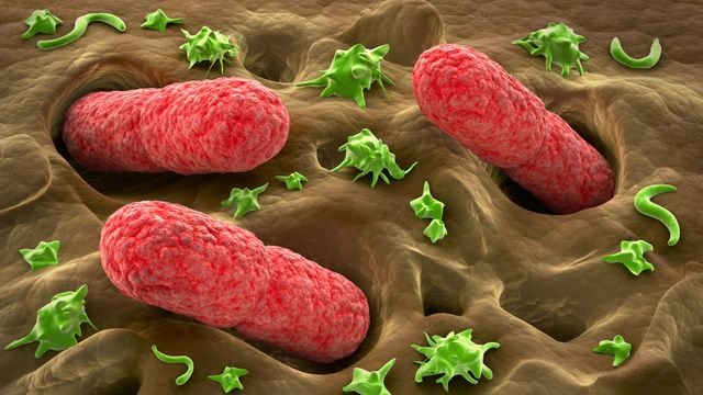 Listeria, EHEC, Escherichia coli: ecco le 5 cause più comuni di germi negli alimenti