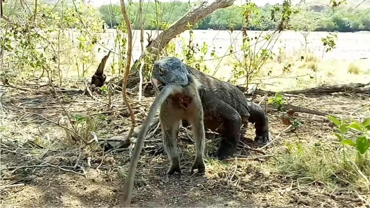 Komodowaran verschlingt ganzen Affen