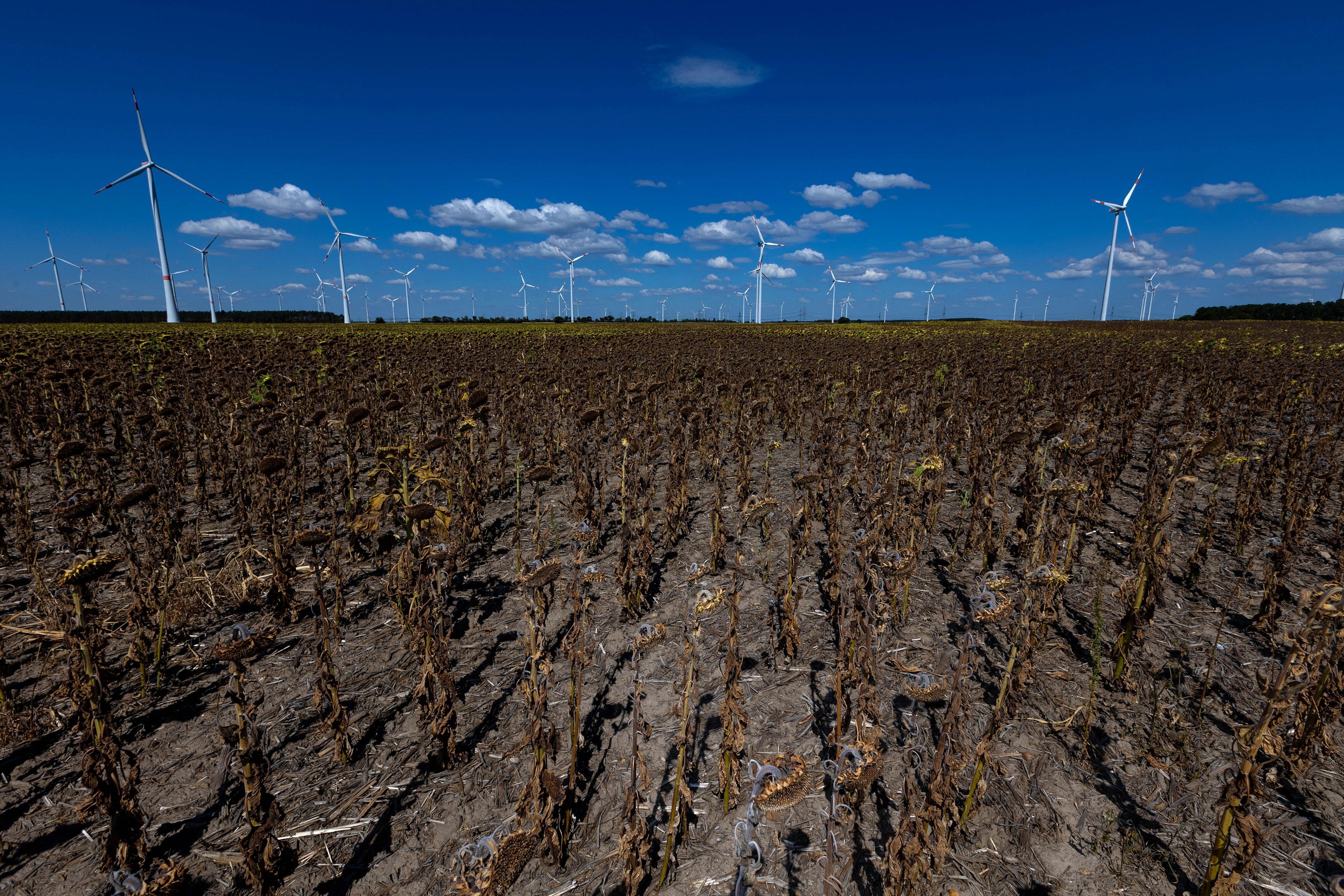 Eine längere Trockenperiode in Deutschland könnte verheerende Folgen für Landwirte haben.