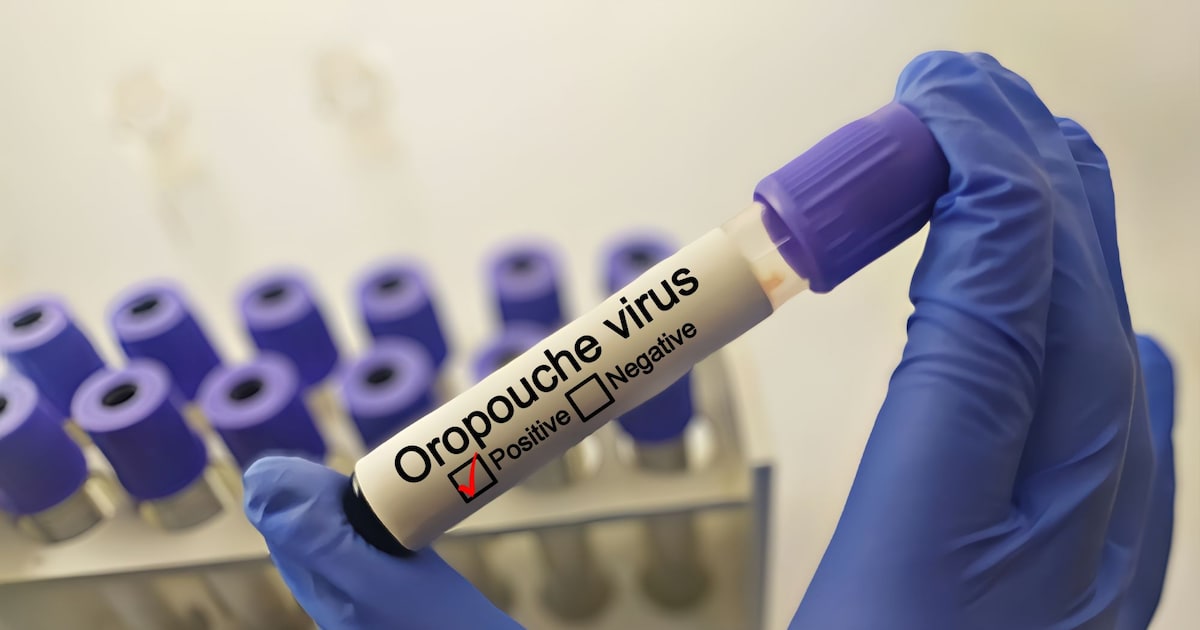 Fälle auch in Deutschland: Oropouche-Virus weiter verbreitet als gedacht