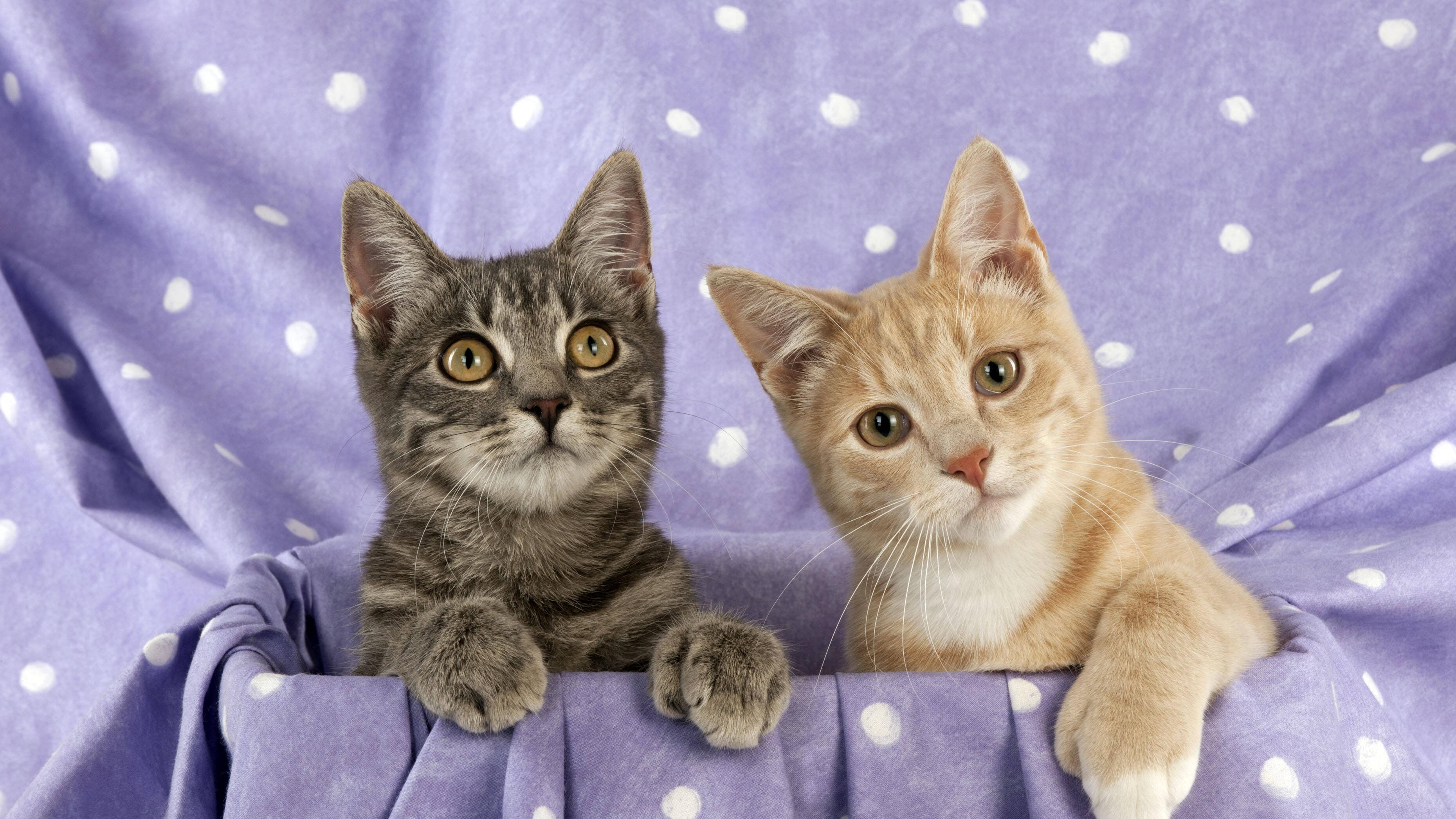 Können Katzen tatsächlich Geister sehen? Sie faszinieren uns mit ihrem geheimnisvollen Verhalten und ihrer scharfen Wahrnehmung. In diesem Artikel werfen wir einen wissenschaftlichen Blick auf die sensorischen Fähigkeiten von Katzen, ihren ausgeprägten Sinn für das Unbekannte und was Forschungen dazu sagen. … <a href="https://praxistipps.focus.de/koennen-katzen-geister-sehen-so-erklaert-die-wissenschaft_188923"> ... mehr</a>
