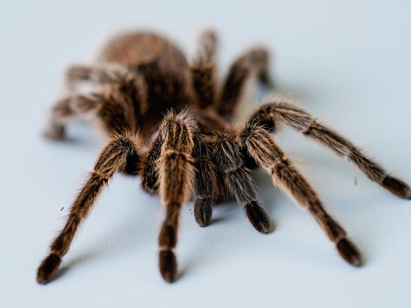 During mating season, tarantulas leave their caves