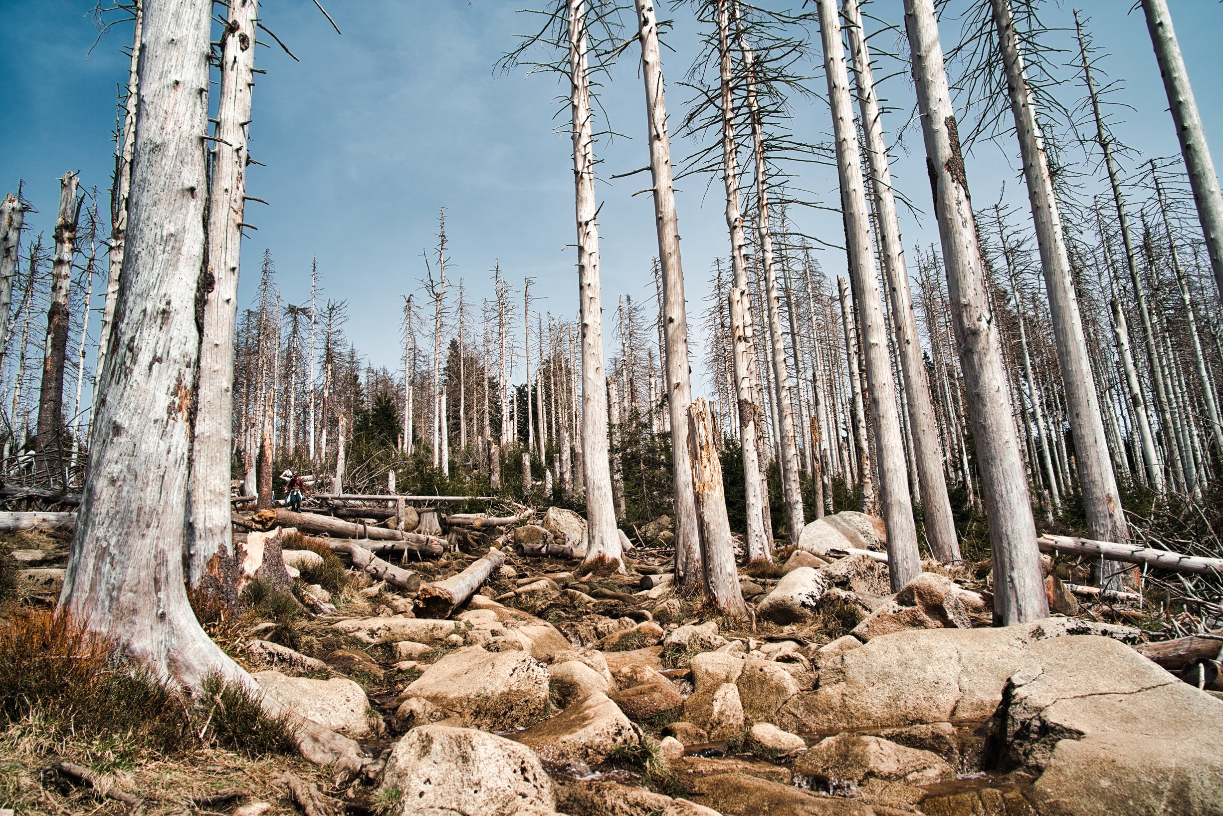 Abgestorbene Bäume im Naturschutzgebiet Brocken/Harz: Der deutsche Wald wird jetzt zum Klima-Problem