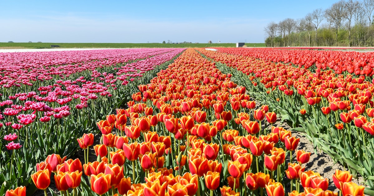 Naturspektakel: 40 Millionen Tulpen blühen an Ostern in Niedersachsen